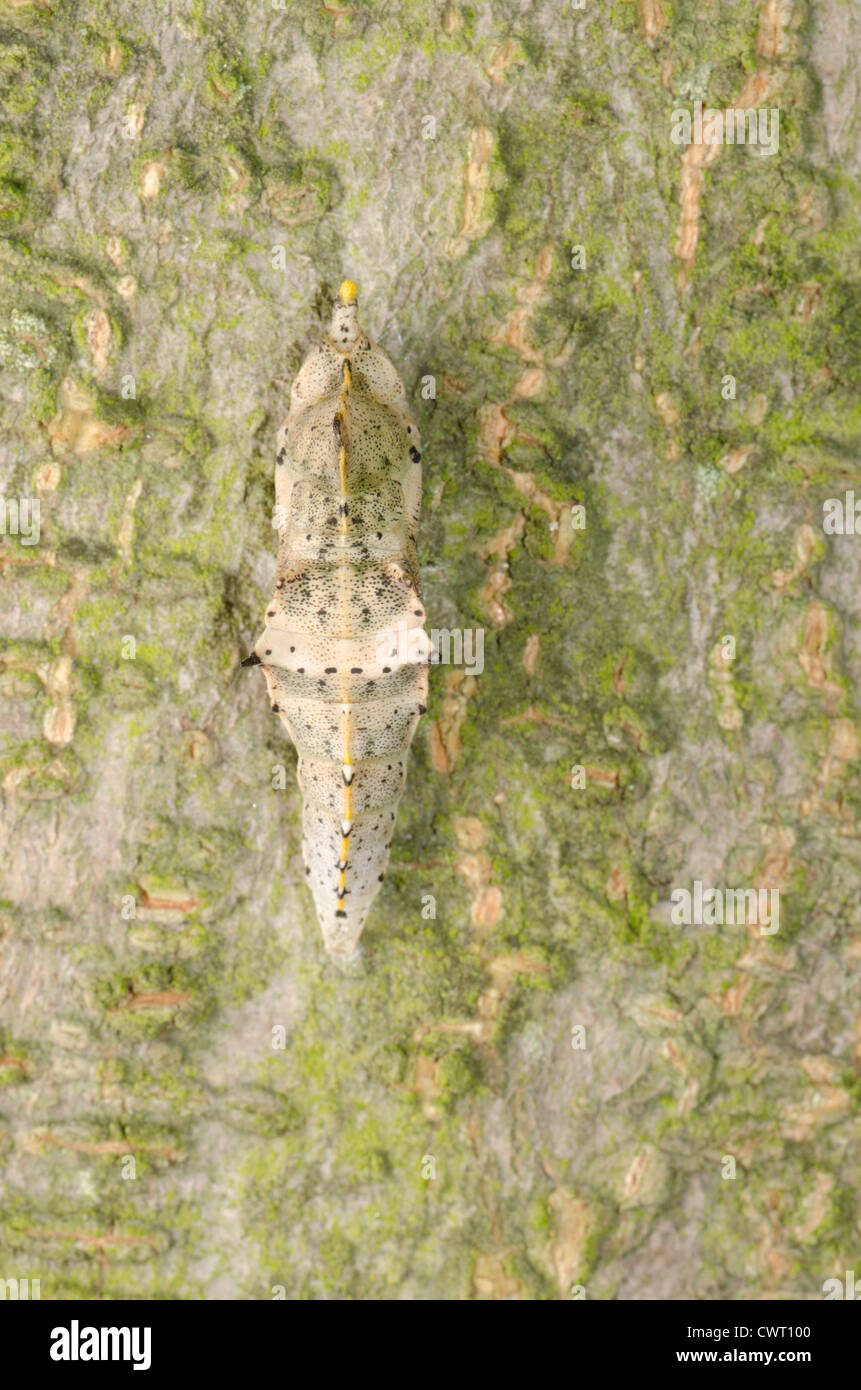Insekt Schmetterling Kokon auf grüner Baum-Stamm-Oberfläche Stockfoto