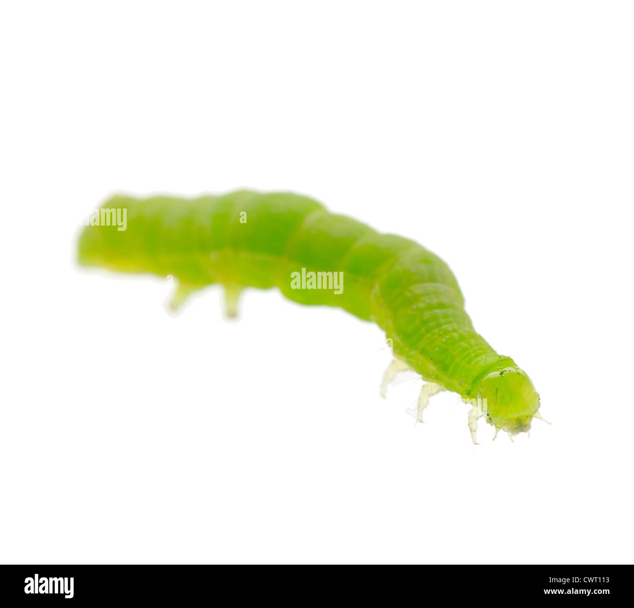 Insekt grüne Betterfly Raupe isoliert auf weiss Stockfoto