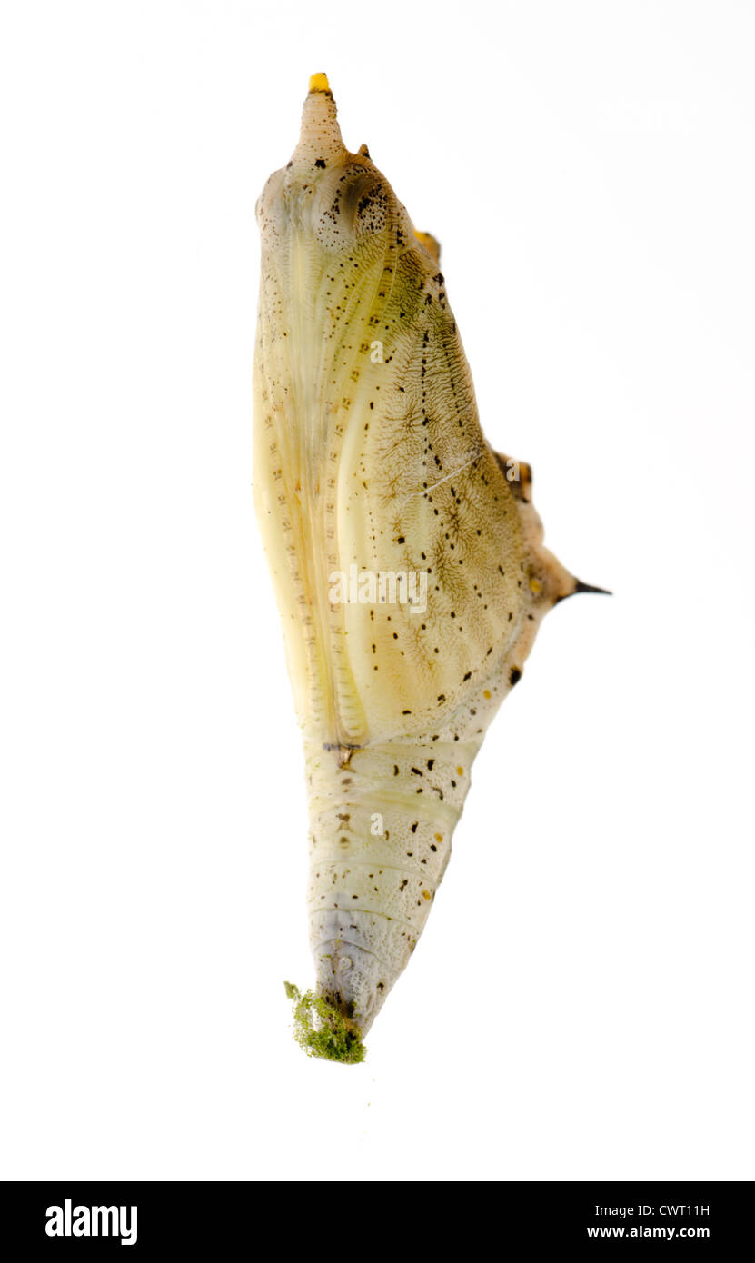 Insekt kleiner weißer Schmetterling Kokon isoliert Stockfoto