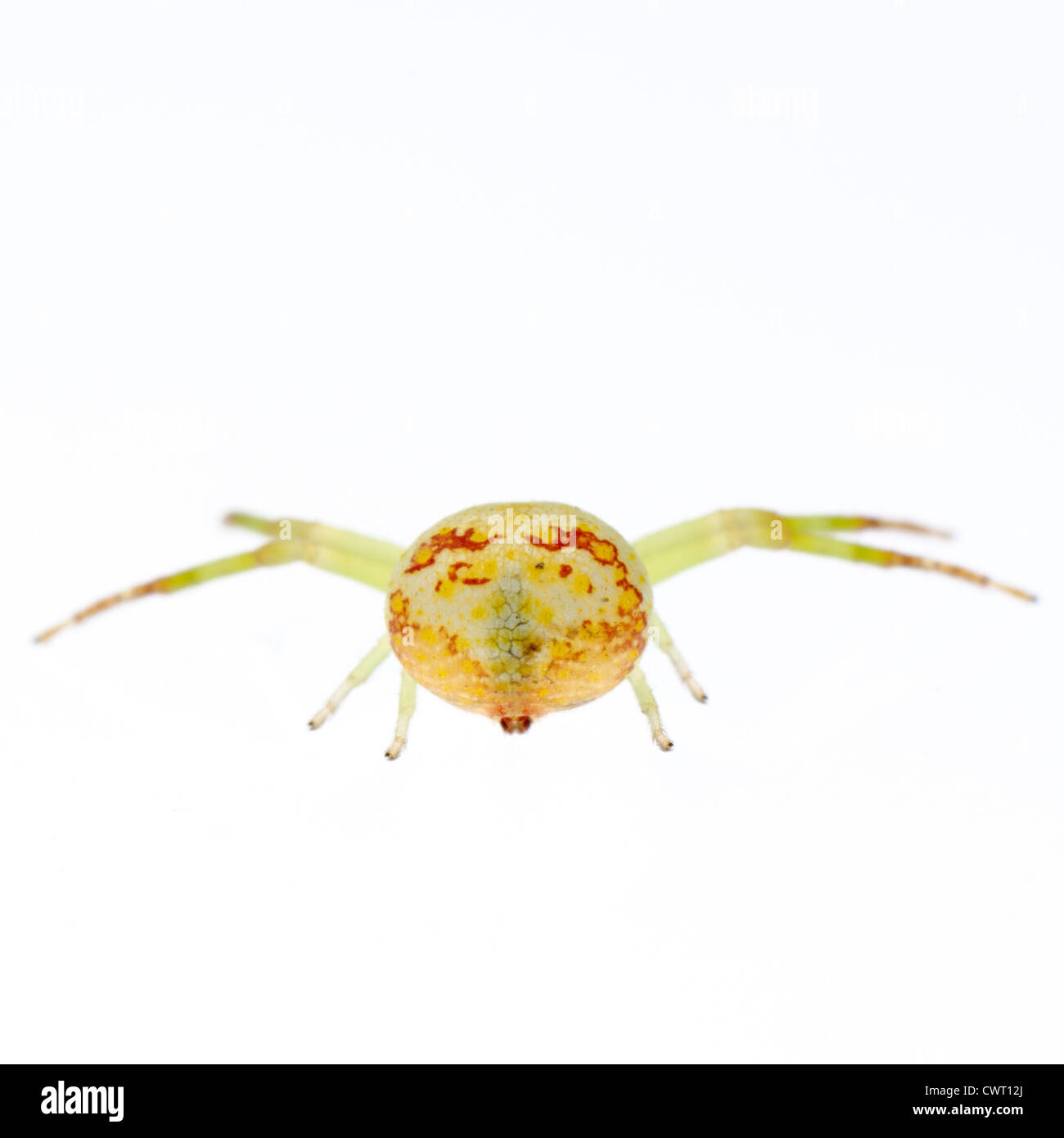 grüne Krabbenspinne isoliert auf weiss Stockfoto