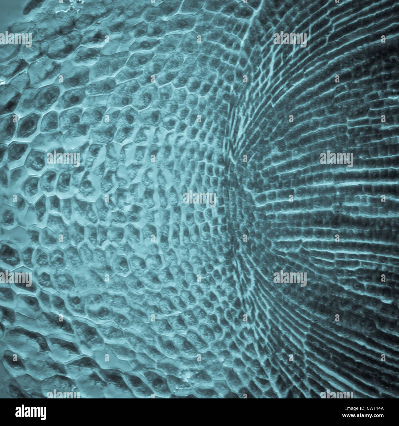 Wissenschaft Botanik Schliffbild Wurzel Spitze Gewebe Pflanzenzelle, Vergrößerung 200 X Stockfoto