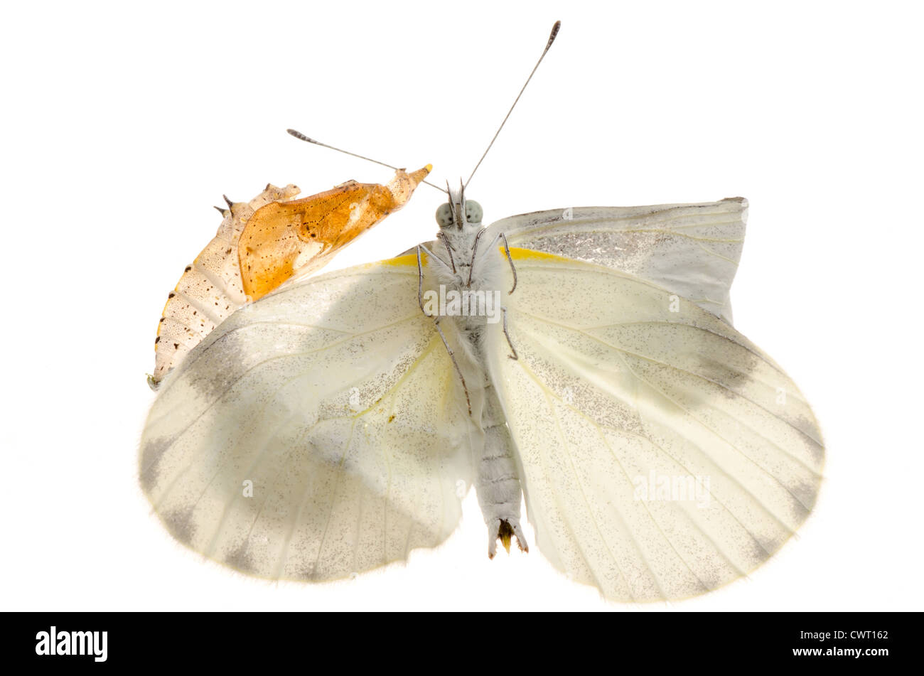 Insekt kleiner weißer Schmetterling Entstehung mit Cocoon isoliert Stockfoto