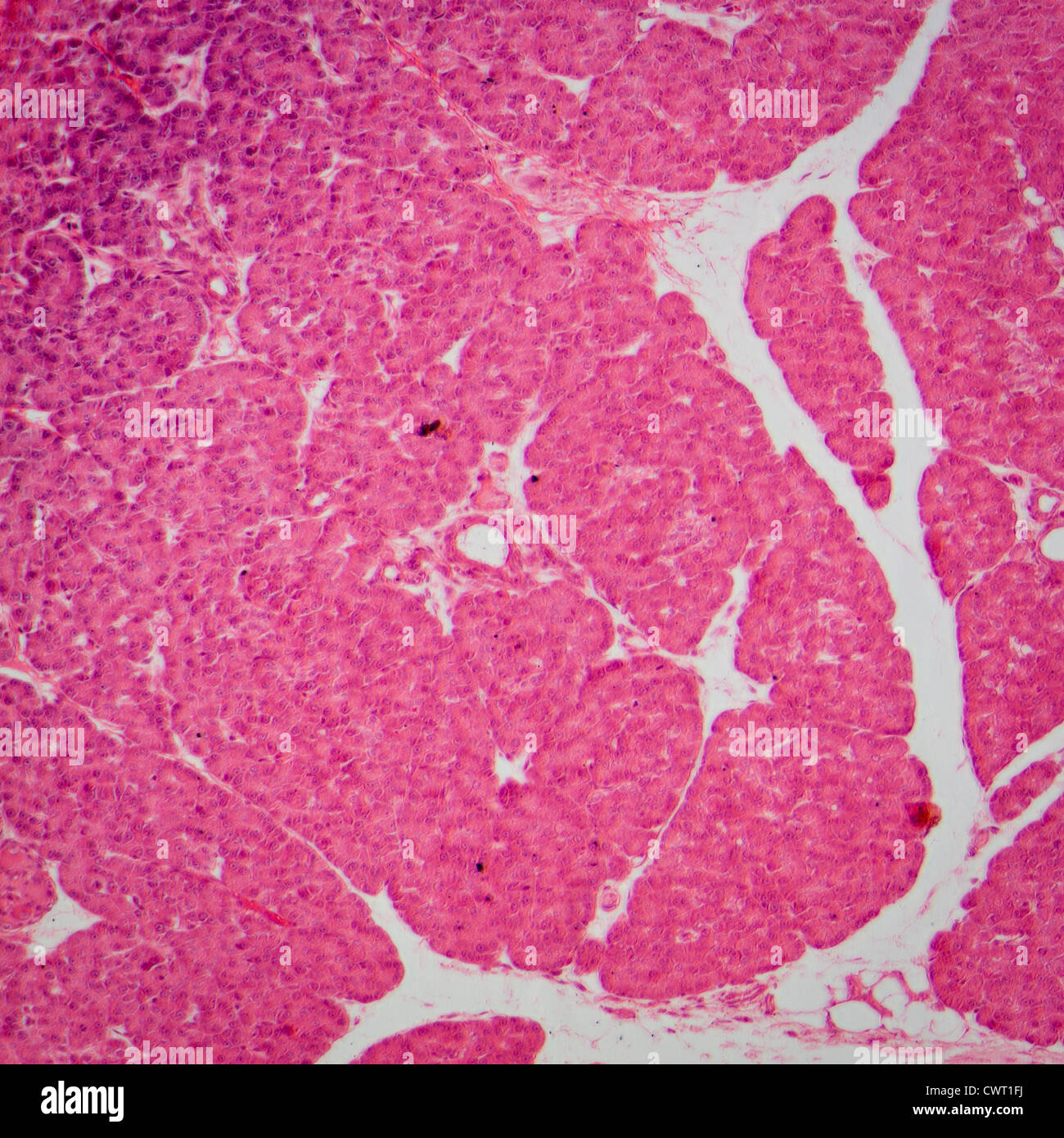 Wissenschaft medical Anthropotomy Physiologie Schliffbild von kleinen Intestinum Tenue Gewebe Stockfoto