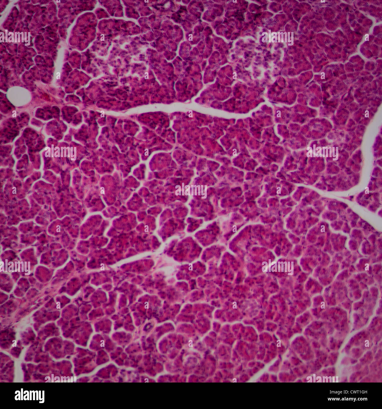 mikroskopische Wissenschaftsabschnitt des Lebergewebes Stockfoto