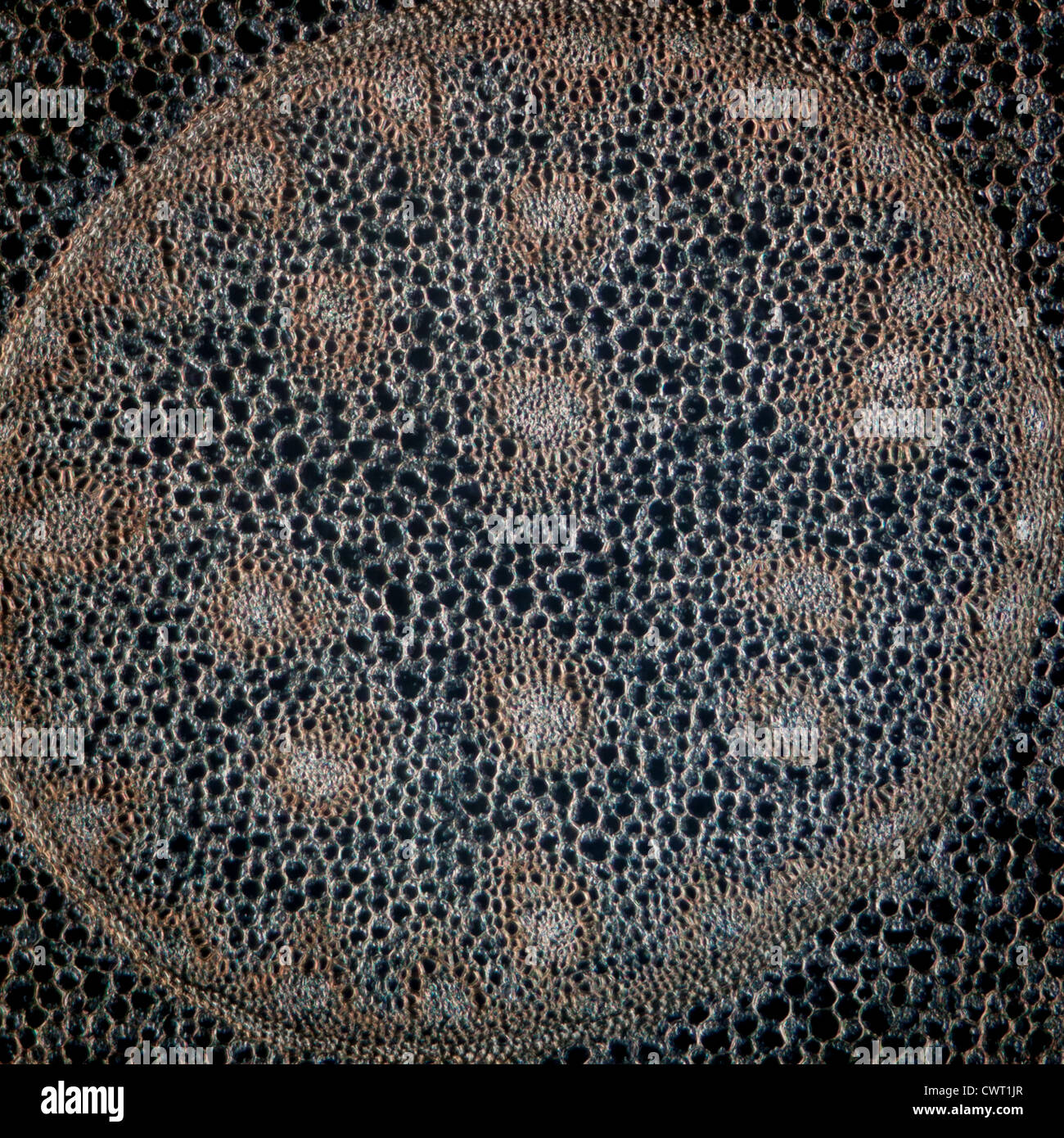Wissenschaft Schliffbild Pflanze Wurzel Gewebe Hintergrund Stockfoto