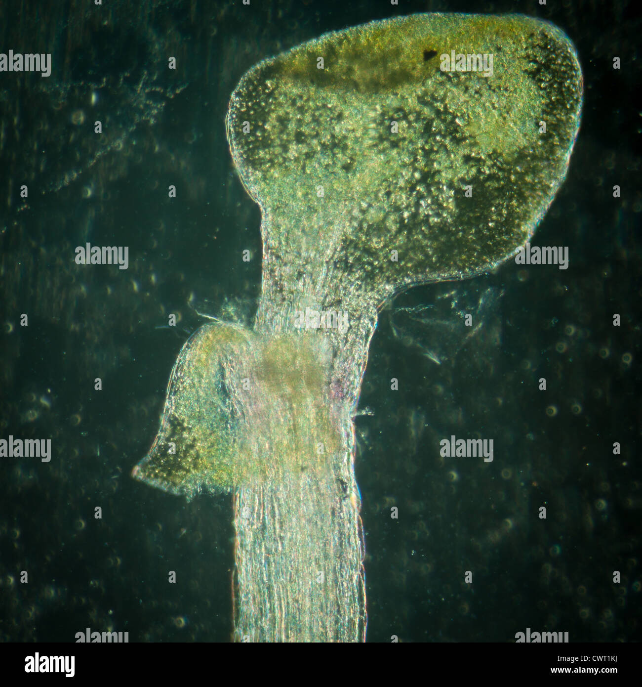 Wissenschaft Botanik Schliffbild Pflanze Arabidopsis Thaliana Wurzel Gewebe Mikro Stockfoto
