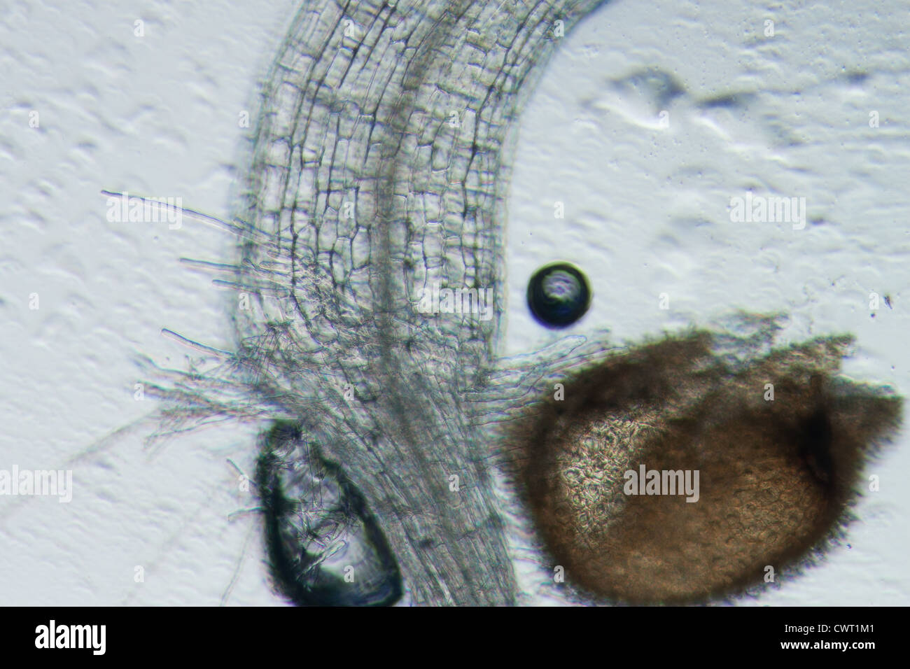 Wissenschaft Botanik Schliffbild Pflanze Arabidopsis Thaliana Wurzel Gewebe Mikro Stockfoto
