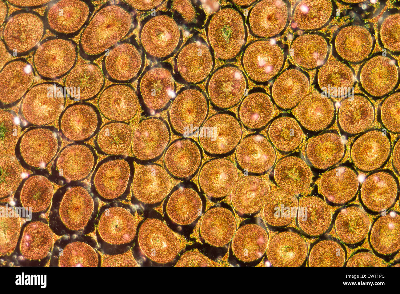 medizinische Anthropotomy Physiologie mikroskopische Wissenschaftsabschnitt der Hoden Caitlin Gewebe Hintergrund Stockfoto