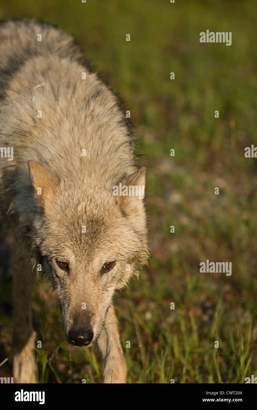 Porträt eines Wolfes Stockfoto