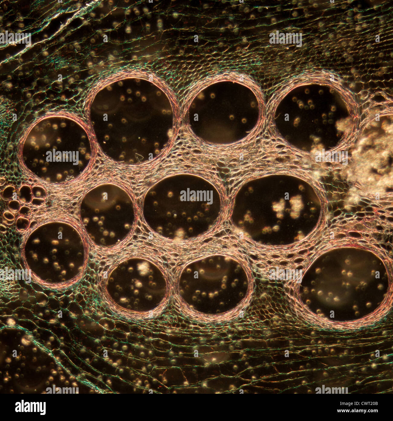 Mikroskopie Schliffbild Pflanzengewebe, Stiel des Kürbis, Vergrößerung 100 X Stockfoto