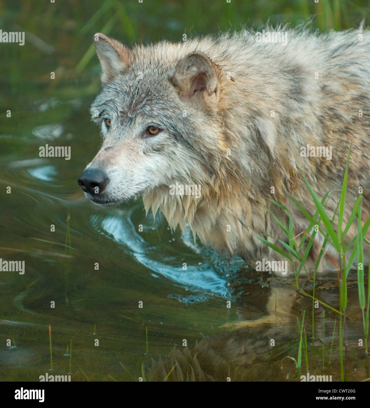 Porträt eines Wolfes Stockfoto