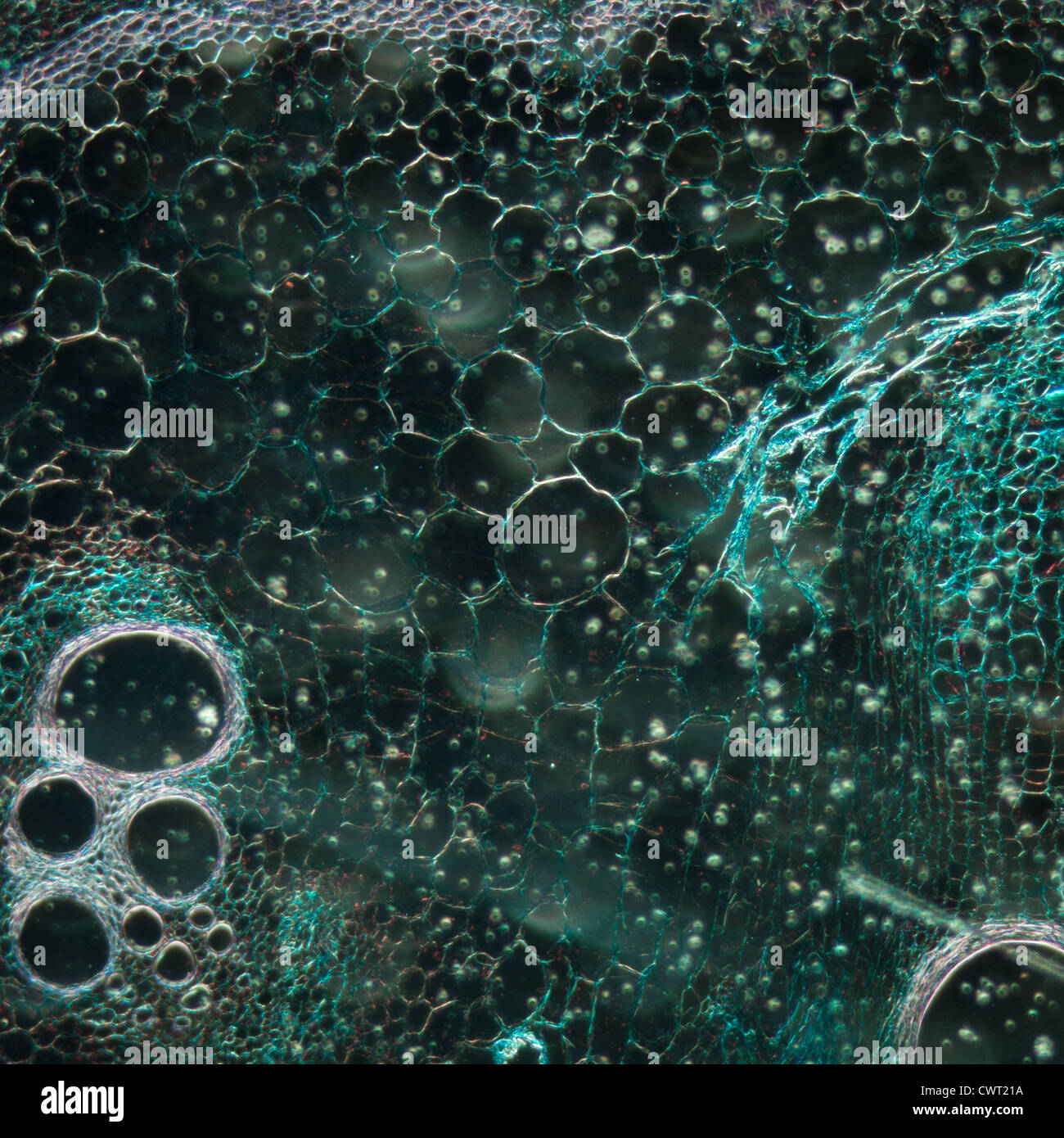 Mikroskopie Schliffbild Pflanzengewebe, Stiel des Kürbis, Vergrößerung 100 X Stockfoto