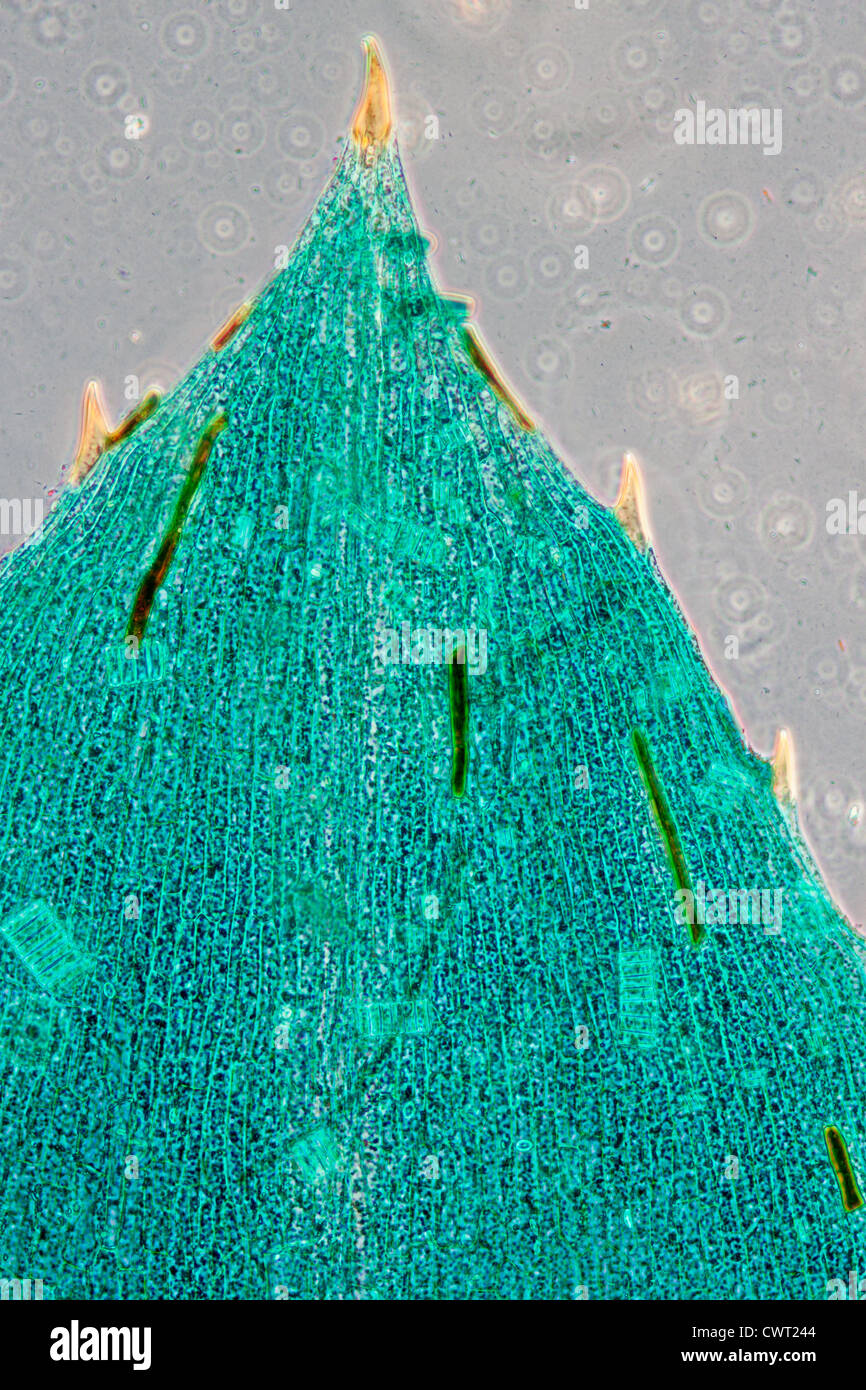 Wissenschaft-Mikroskopie Schliffbild schwarze Algen Blatt Hydrilla Verticillata Mikro Stockfoto