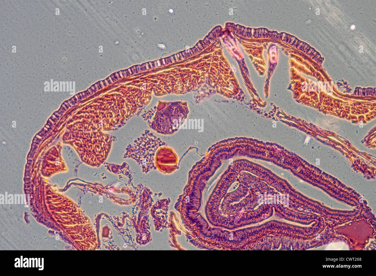 Wissenschaft-Mikroskopie Schliffbild Regenwurm oder modular Stockfoto