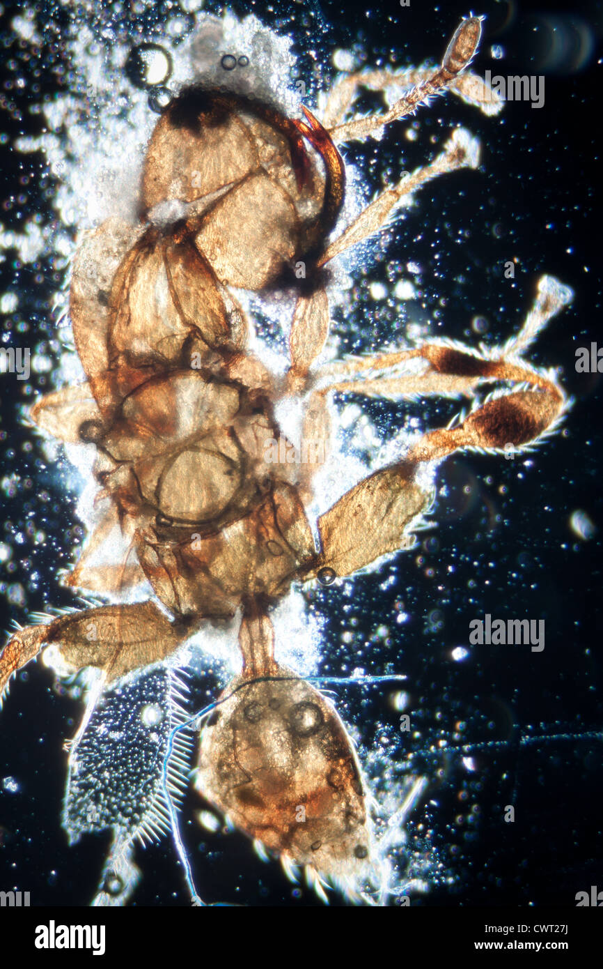 Wissenschaft-Mikroskopie Schliffbild Tier Insekt, Vergrößerung 50 X Stockfoto