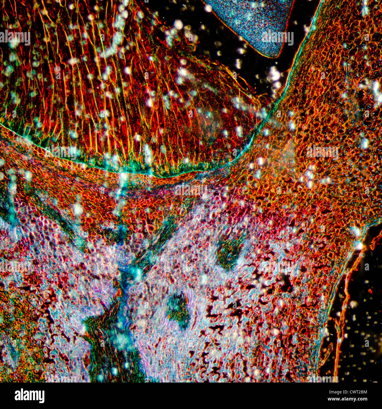 Mikroskopie Schliffbild Pflanzengewebe, Mais embryo Stockfoto