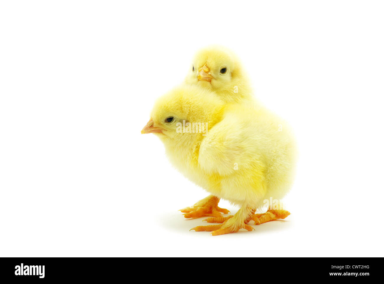 Niedliche kleine Küken isoliert auf weißem Hintergrund Stockfoto