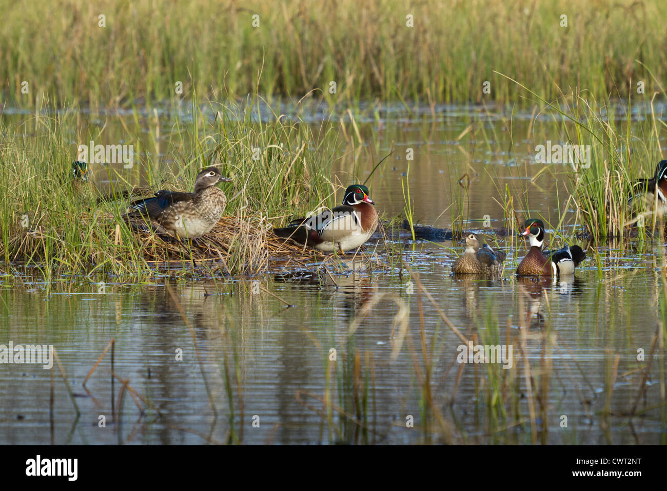 Drake und Henne Holz Enten Stockfoto