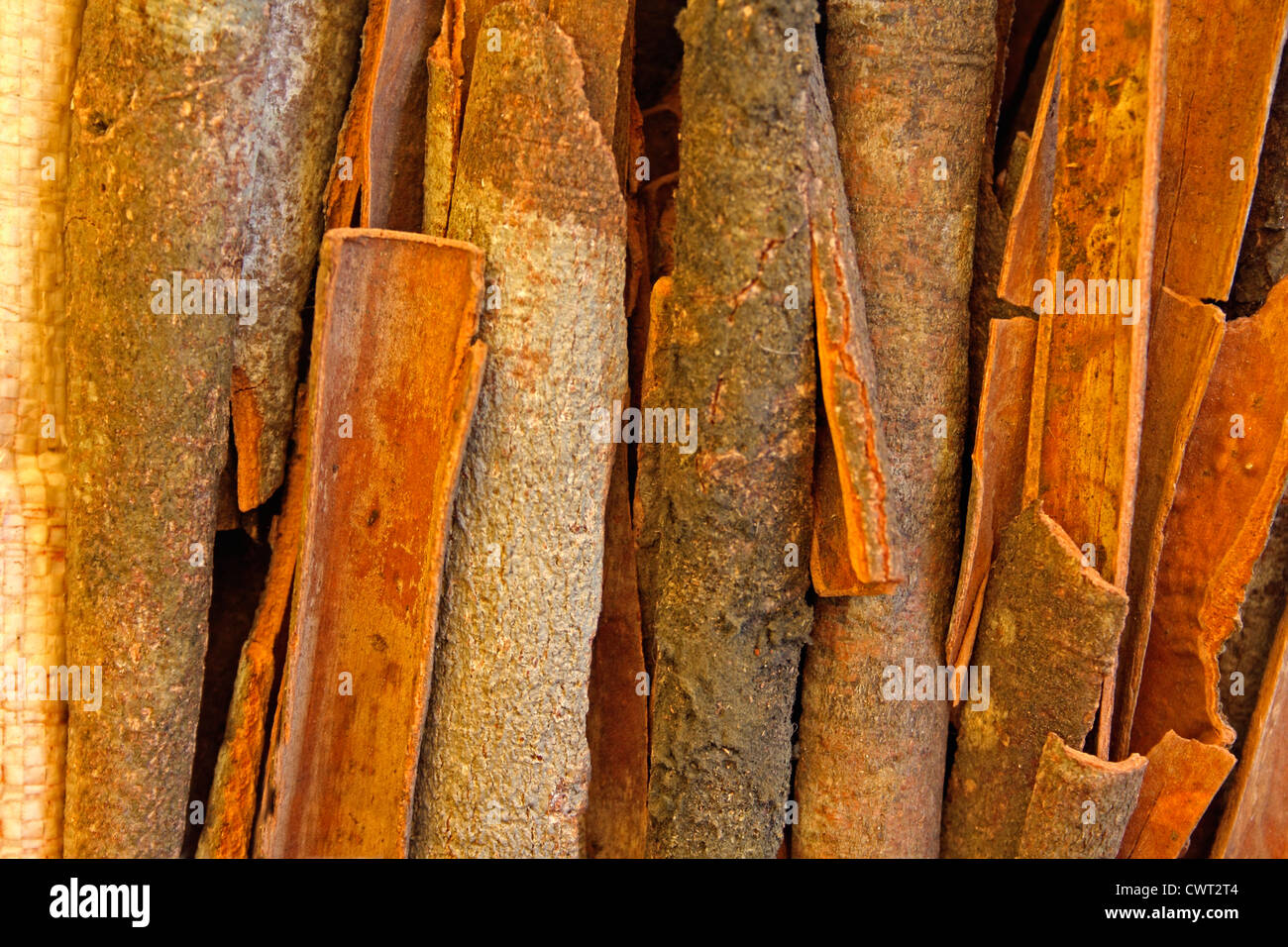 True Zimt kommt aus der inneren Rinde eines Baumes Cinnamomum Verum genannt Stockfoto