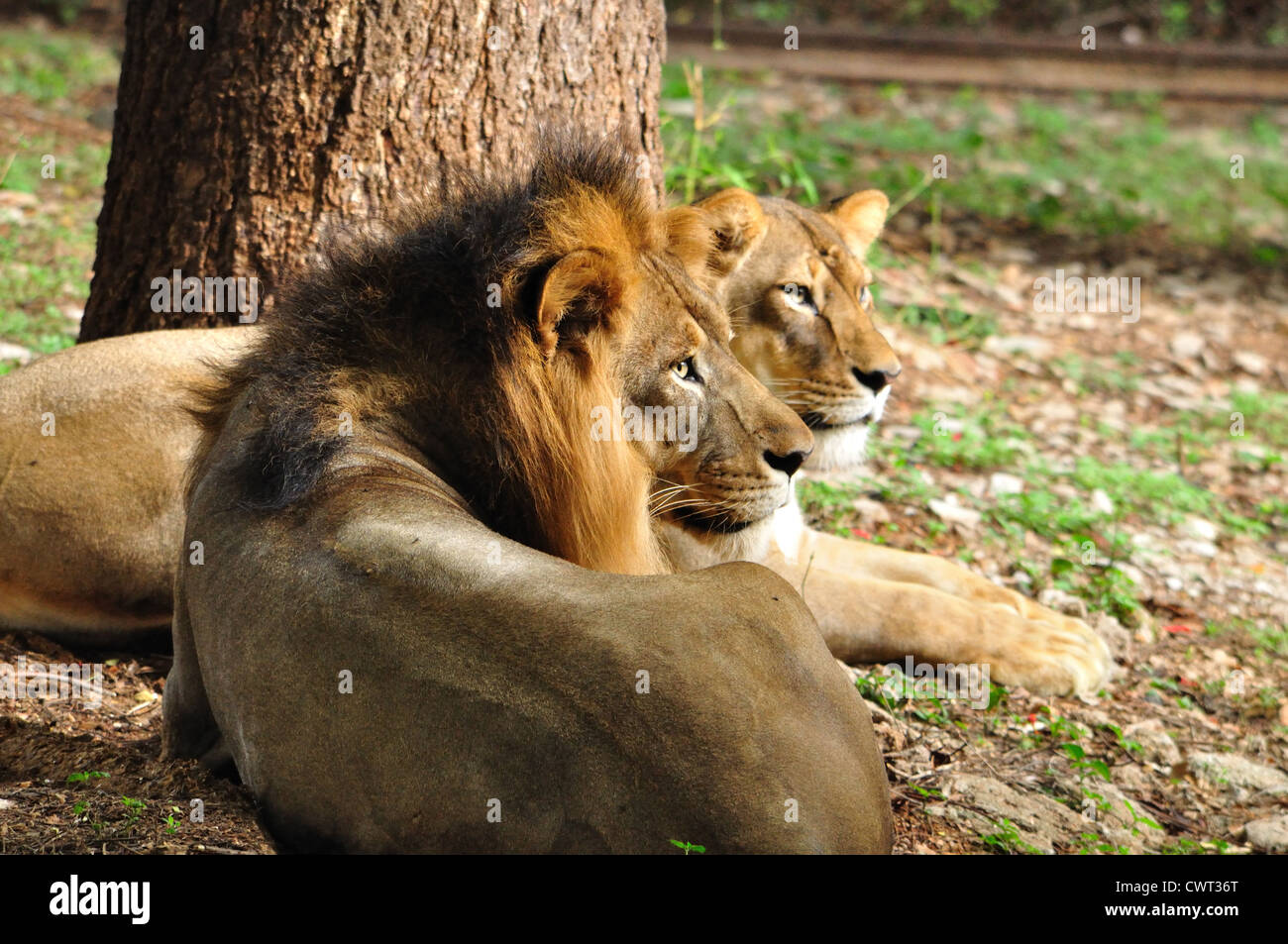 Indische Löwen (Panthera Leo Persica) des Sasan Gir Stockfoto