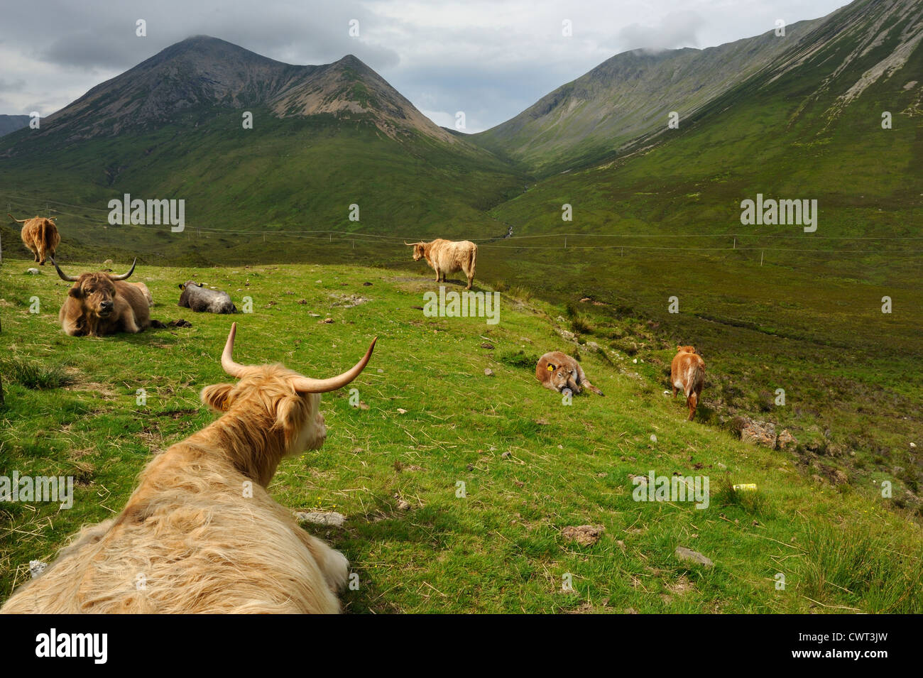 Eine Kuhherde in den Bergen Schottlands highland Stockfoto