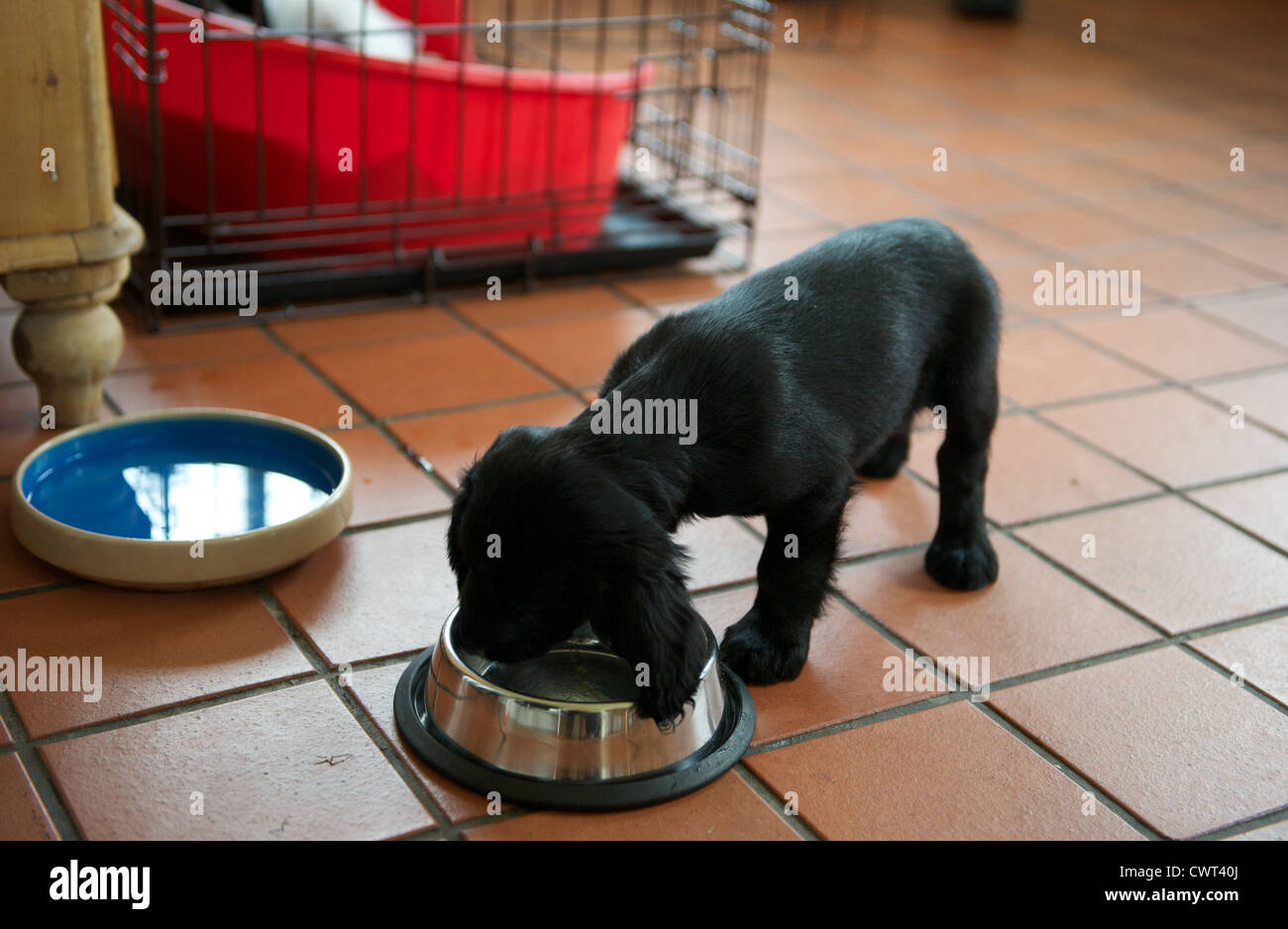 8 Wochen alten arbeiten Cocker Spaniel Welpe Hund füttern Stockfoto