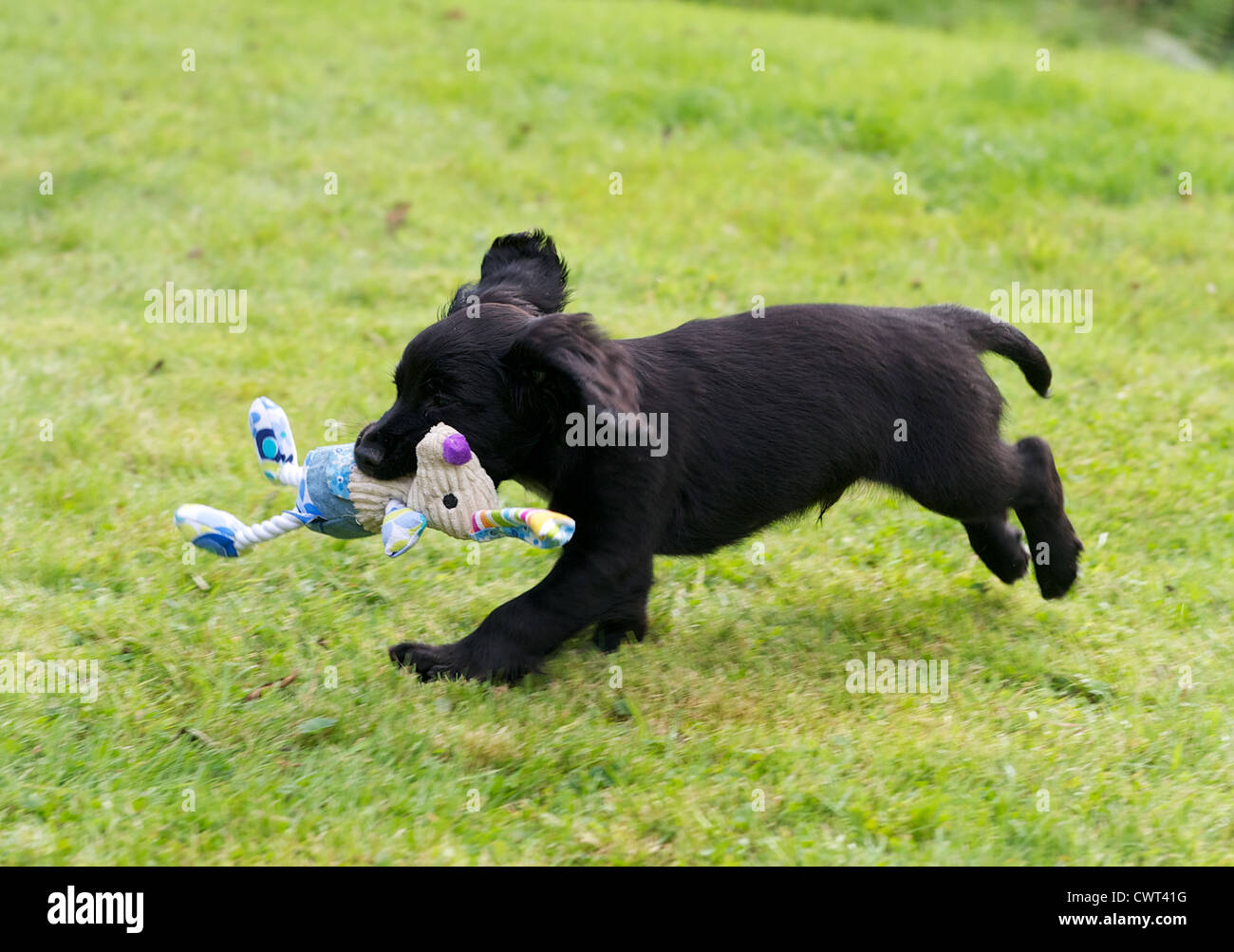 8 Wochen alten arbeiten Cocker Spaniel Welpe Hund mit Spielzeug spielen. Stockfoto
