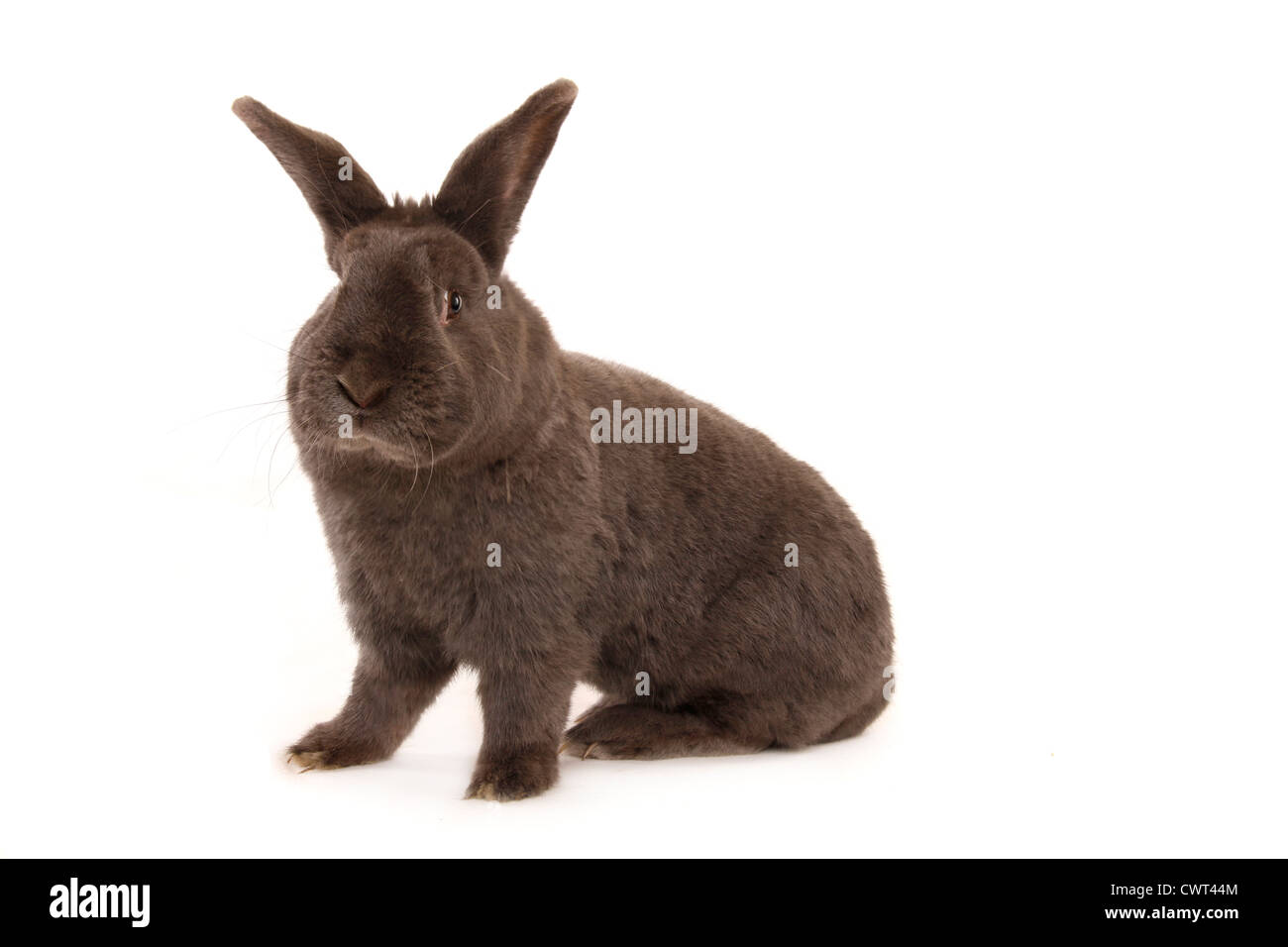 Blauer Wiener / Hase Stockfoto