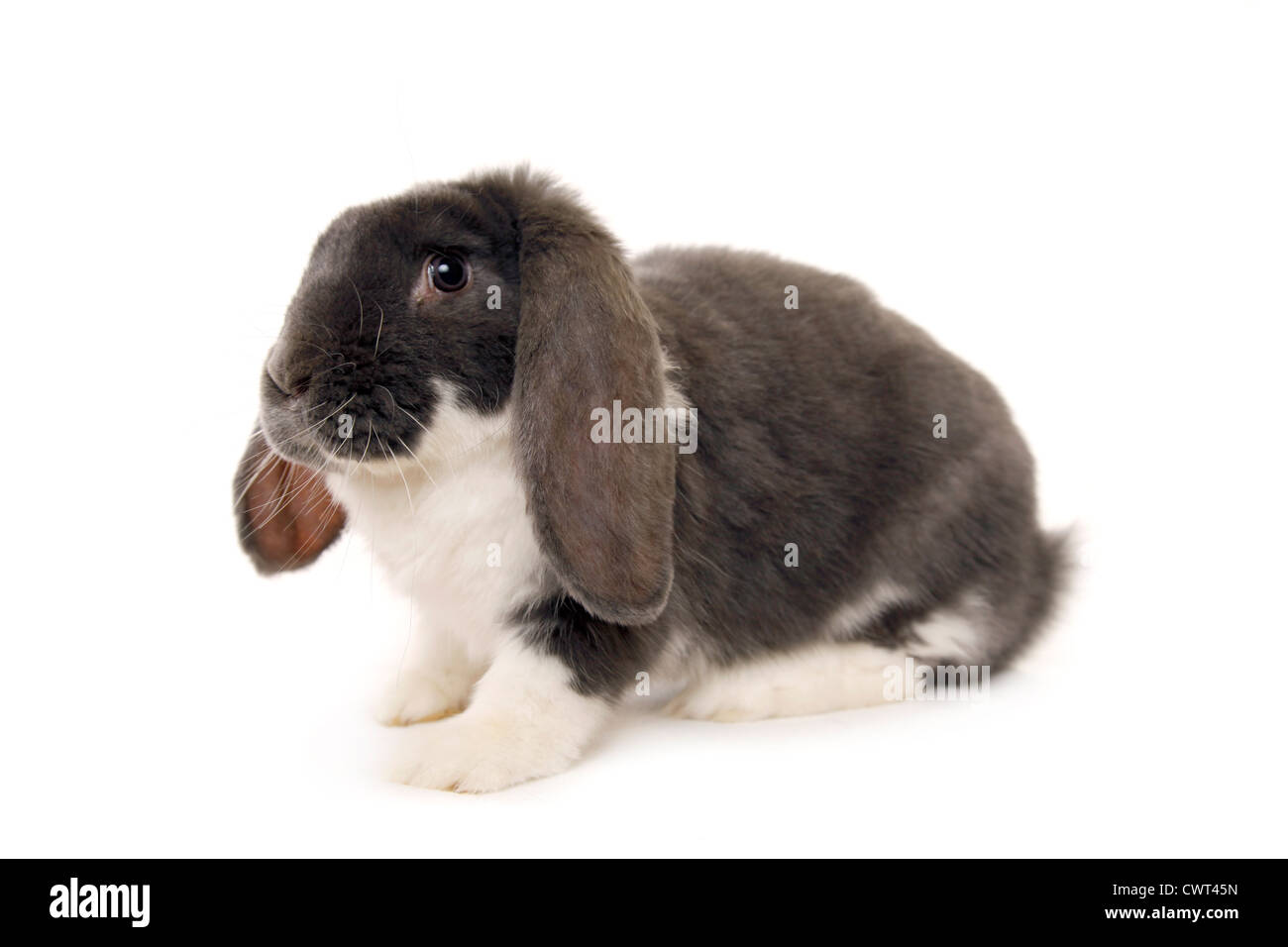 Deutscher Widder / hängeohrigen Hase Stockfoto