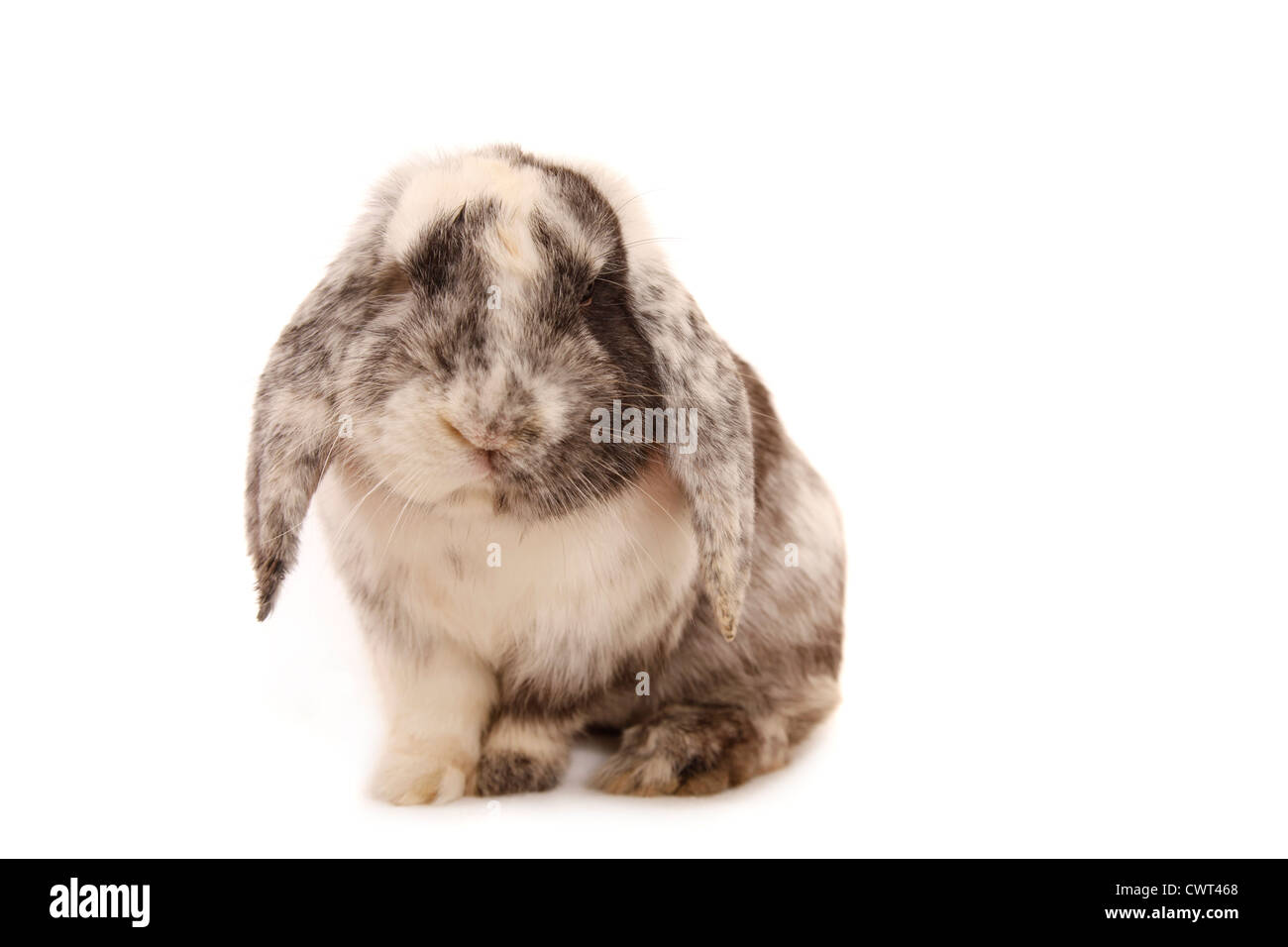 Deutscher Widder / hängeohrigen Hase Stockfoto