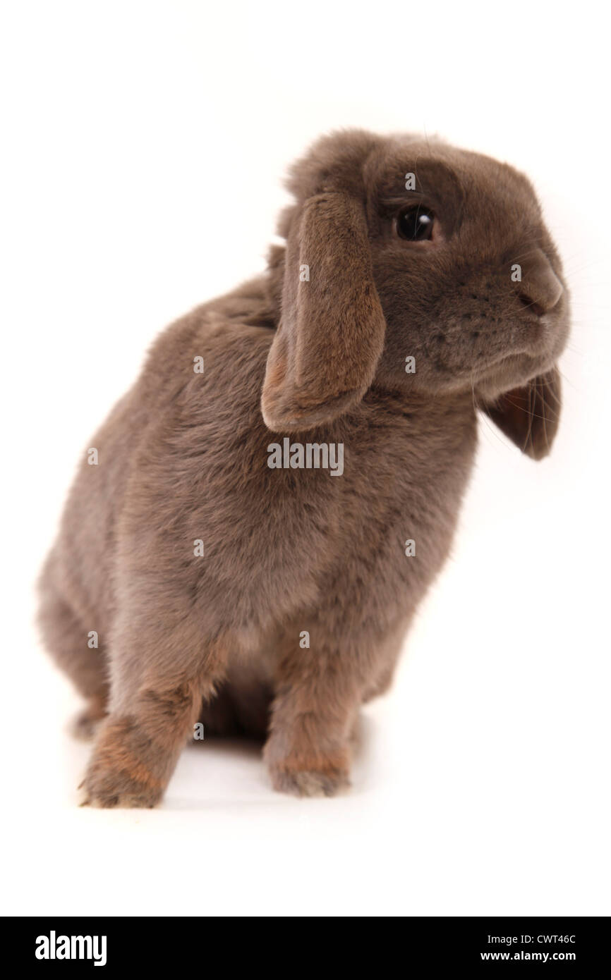 Zwergwidder / Zwerg hängeohrigen Hase Stockfoto