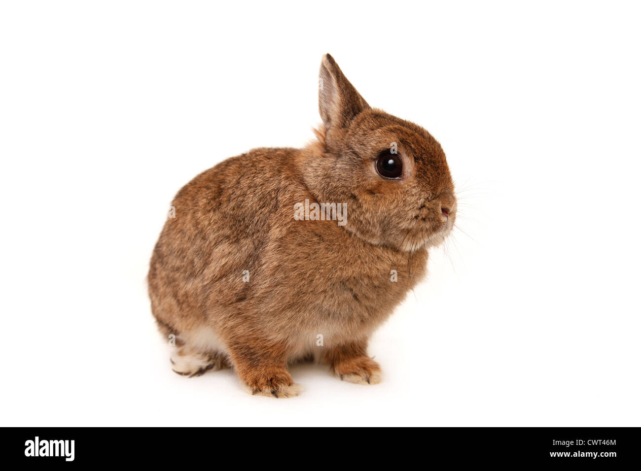 Farbenzwerg / Zwerg hängeohrigen Hase Stockfoto