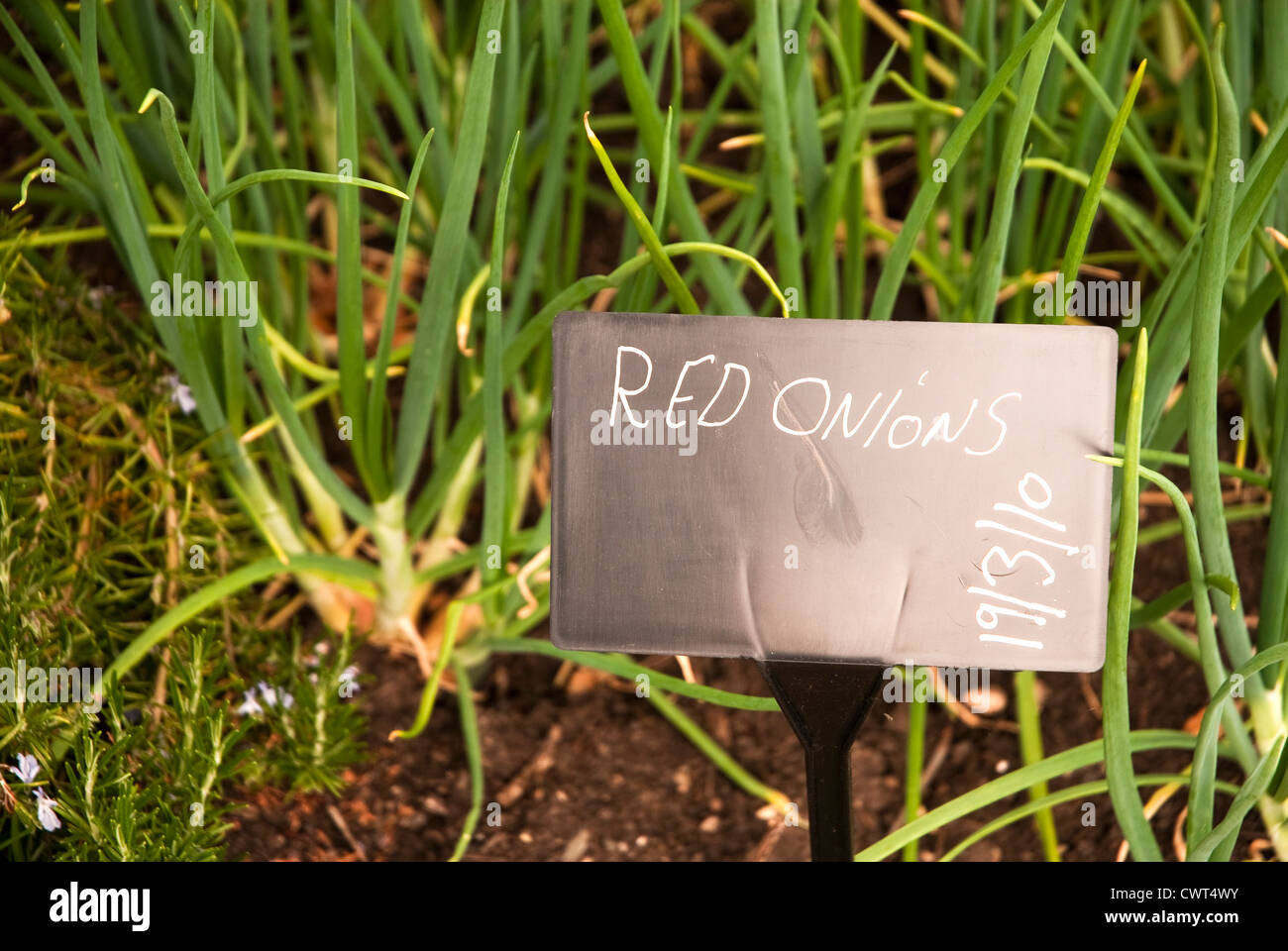 Eine Pflanze-Label "Red Onions" lesen Stockfoto