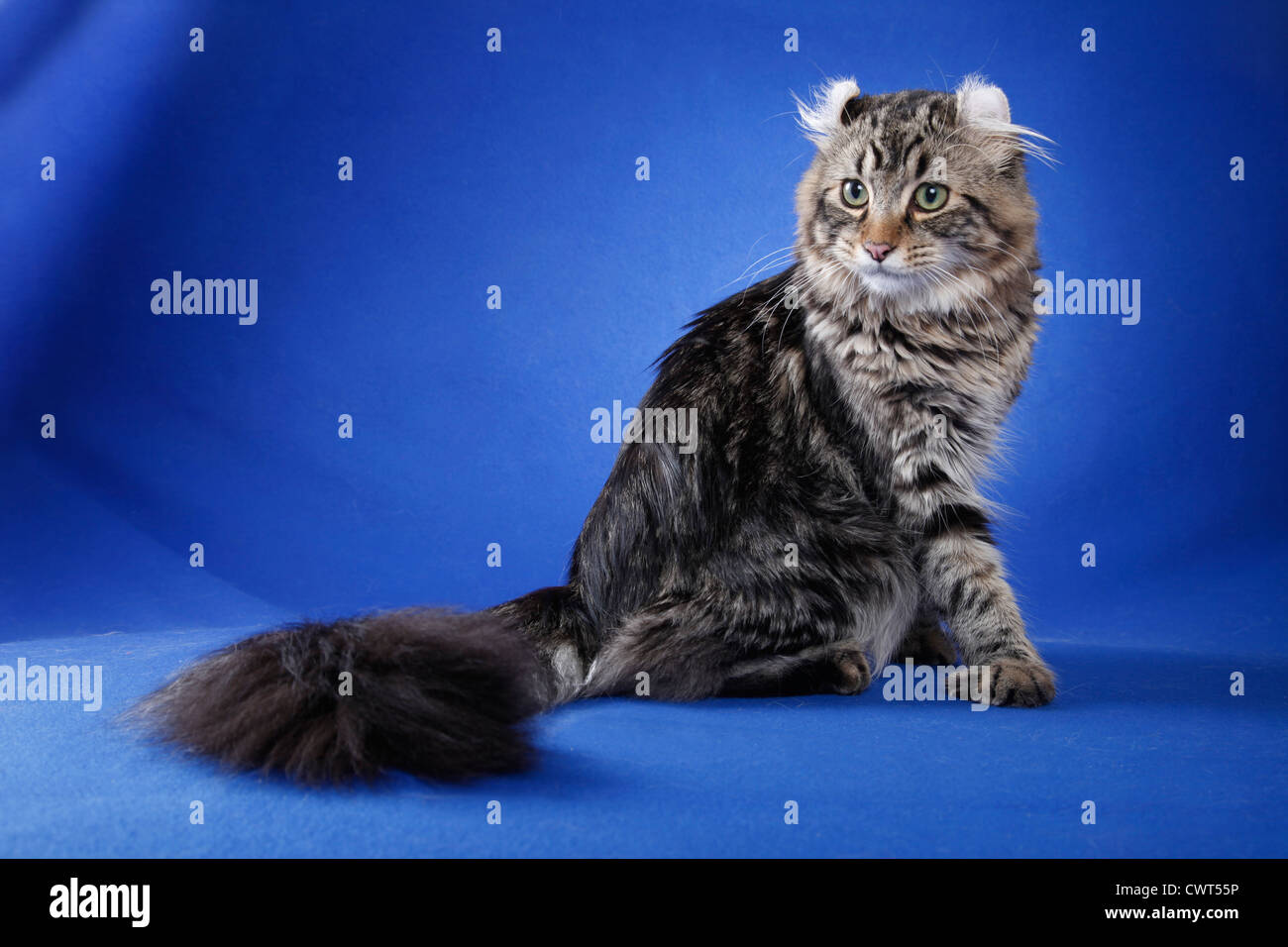 American Curl Stockfoto