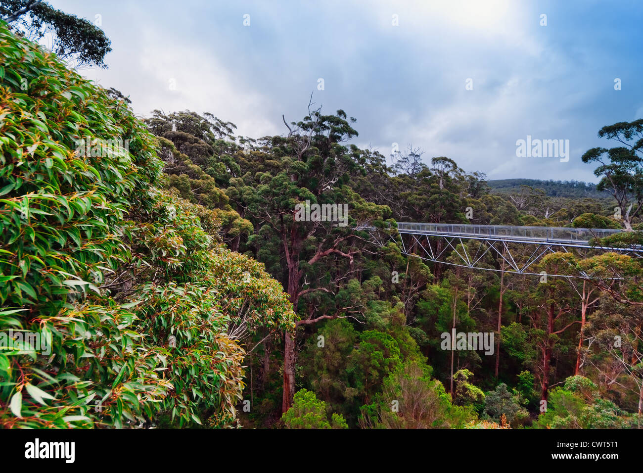 Eine Treetop walk Pfad - In Walpole, Westaustralien Stockfoto