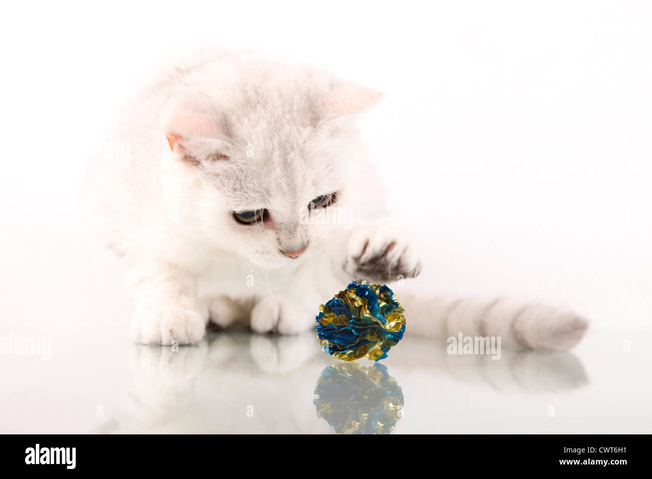 Britisch Kurzhaar / British Shorthair Stockfoto