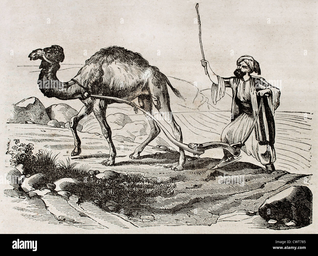 Kamel Pflügen im Libanon Stockfoto