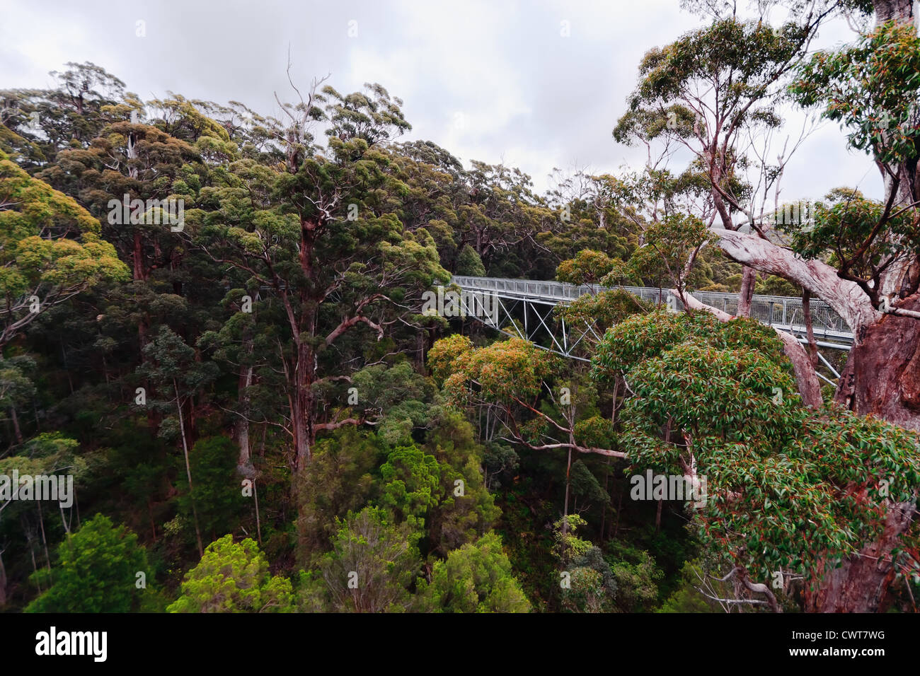 Eine Treetop walk Pfad - In Walpole, Westaustralien Stockfoto