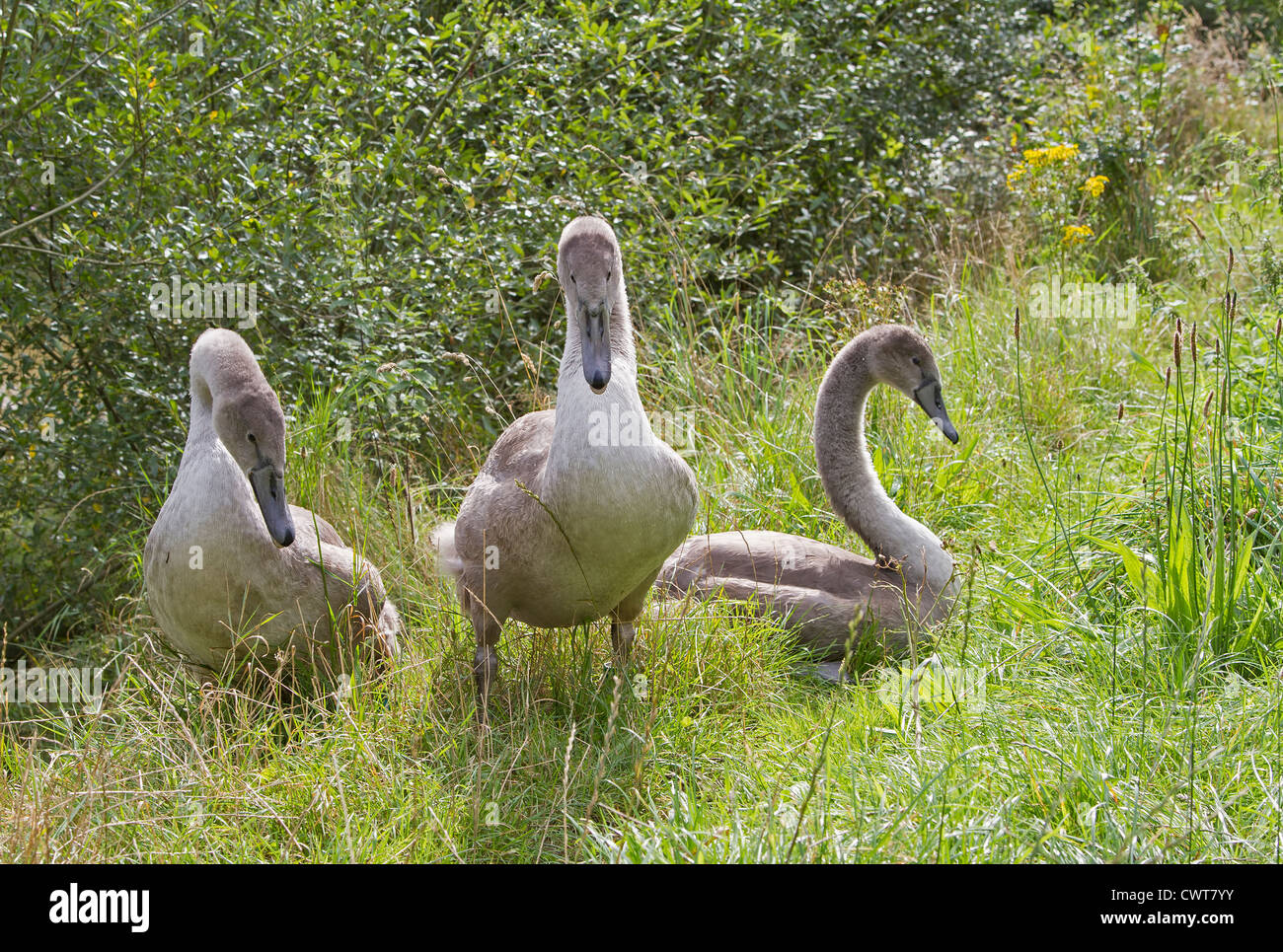 Drei Höckerschwan (Cygnus Olor) ruht auf grasbewachsenen bank Stockfoto Drei Höckerschwan (Cygnus Olor) ruht auf grasbewachsenen bank Stockfoto