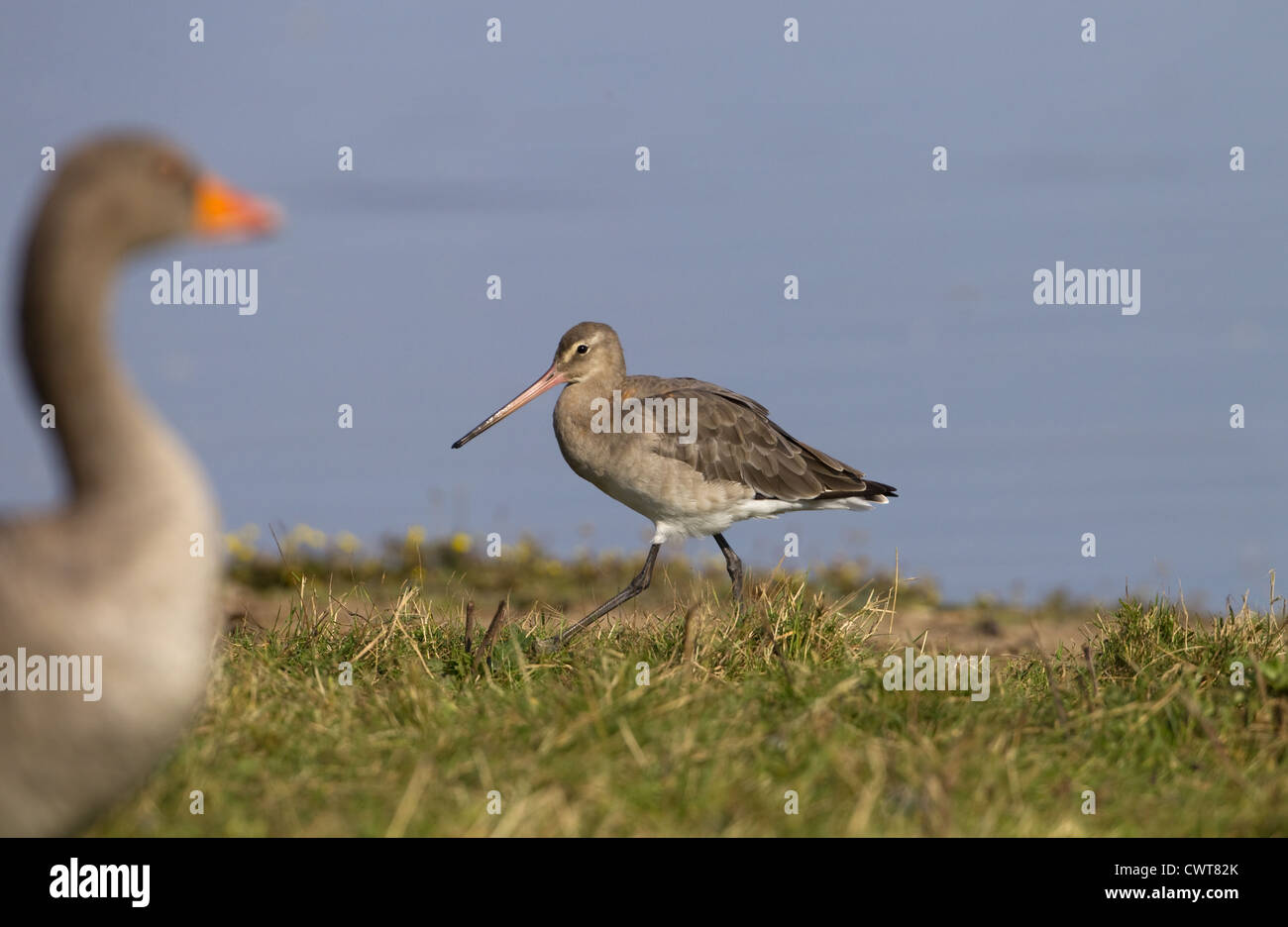 Schwarz-angebundene Uferschnepfe Limosa Limosa Fütterung im feuchten Grünland mit Gänsen Stockfoto