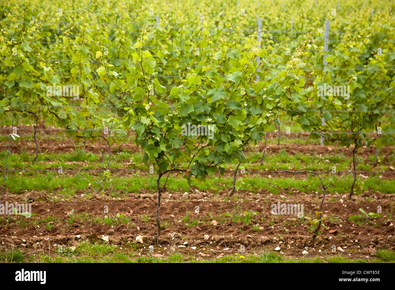 Hattingley Tal, Weinberg, Hampshire, England. Stockfoto