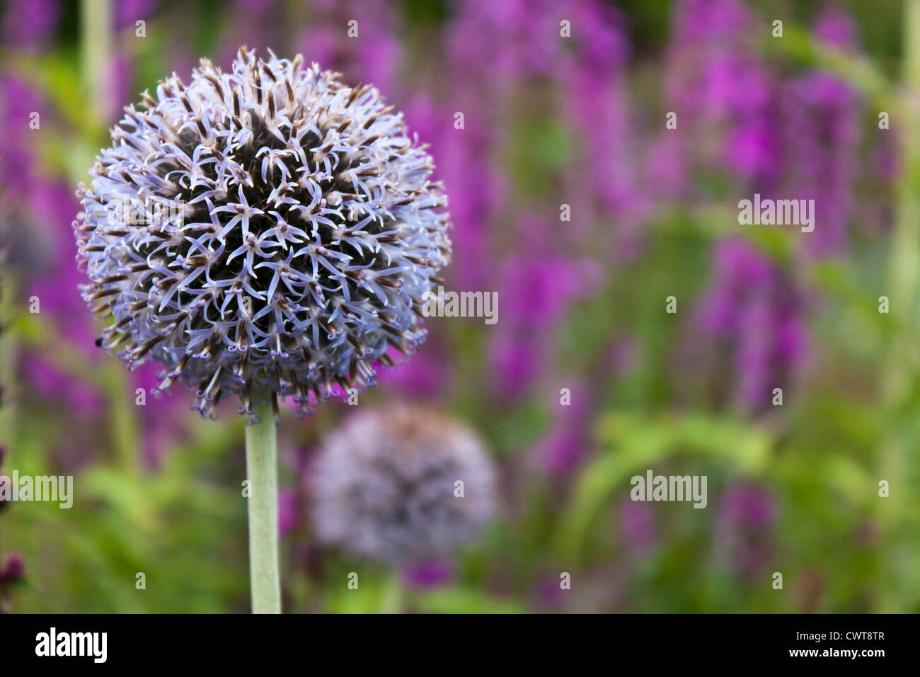 Kugeldistel, Echinops bannaticus. Stockfoto