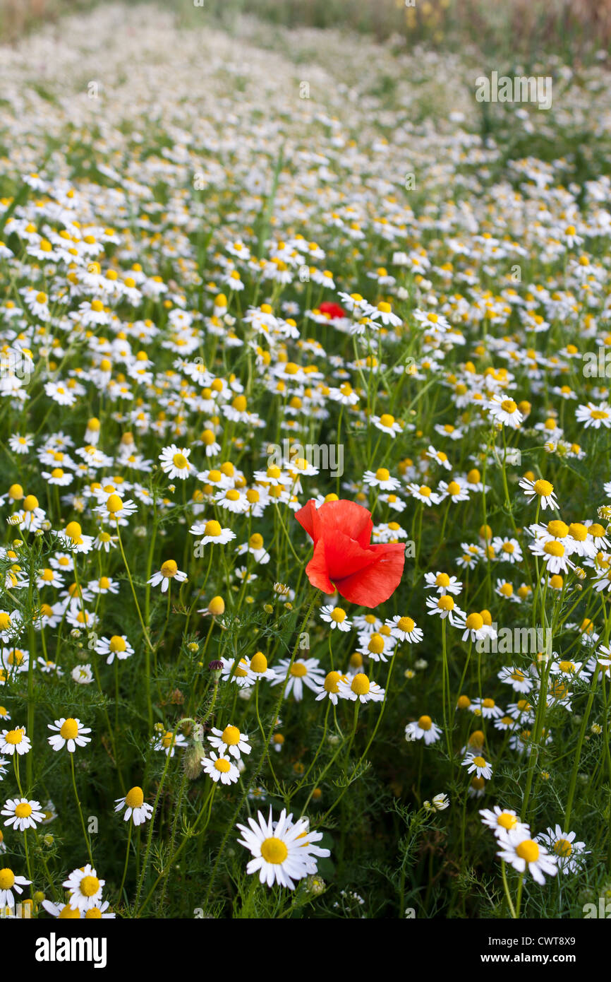 Wildblumen: Mohn in einem Feld von Gänseblümchen Stockfoto