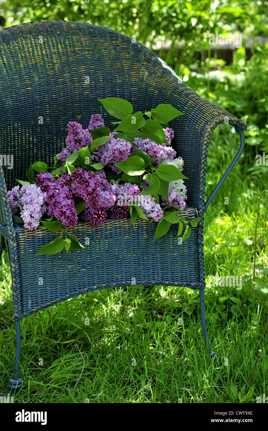 Botanik, Ast, Busch, Möbel, Garten, grün, Medizin, Natur, Natur, Nigra, Objekt, Bio, Pflanze, sambucus, Saison, saisonal, Stockfoto