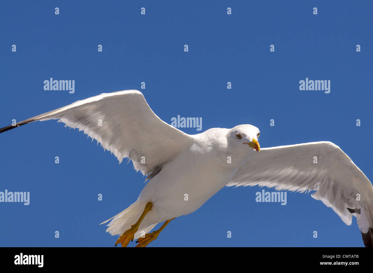Vogel schwebt im Himmel über dem Golf von Neapel (Golfo di Napoli) Stockfoto