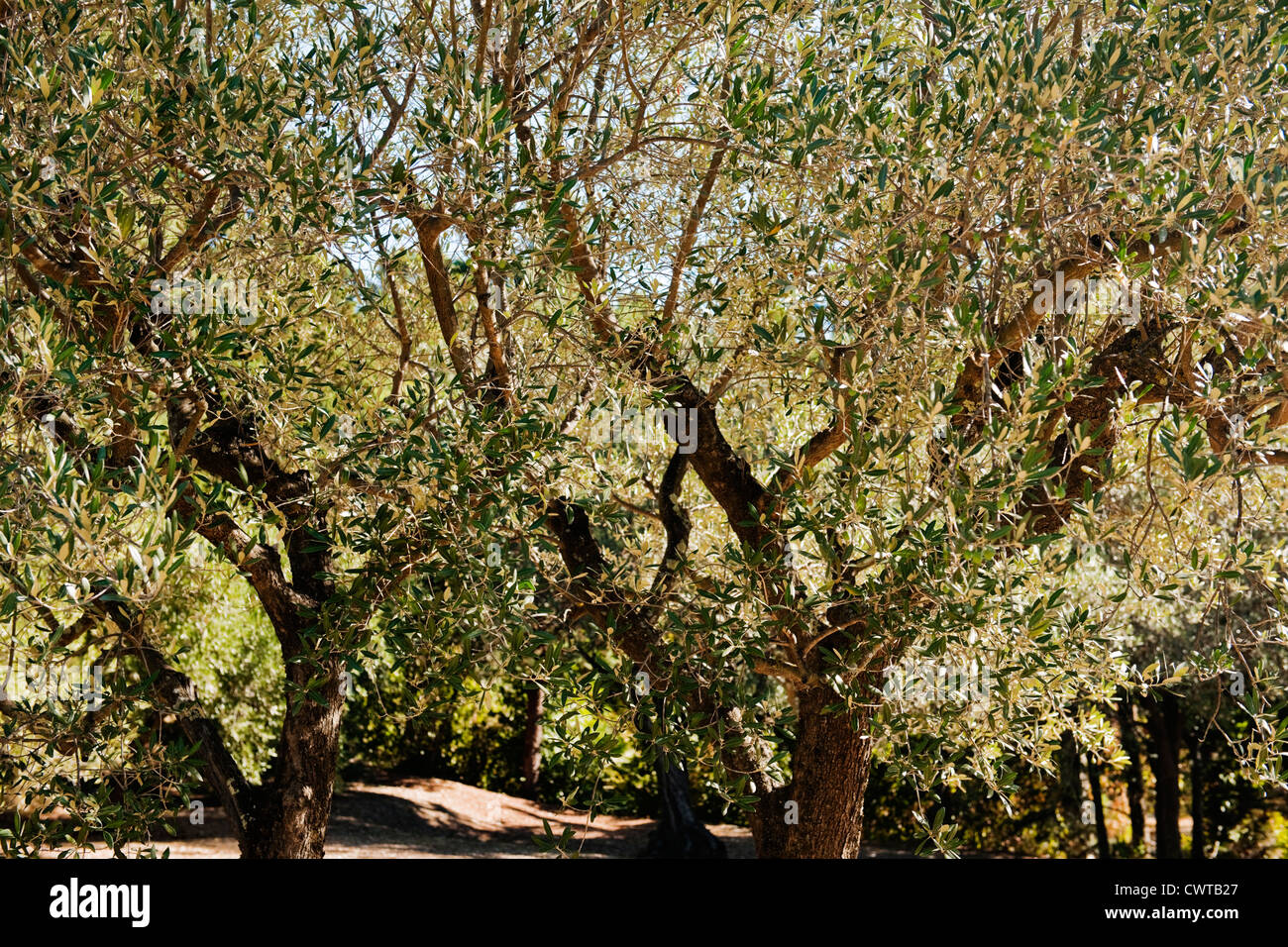 Olivenbäume in einem sonnigen Garten in Provence, Frankreich Stockfoto