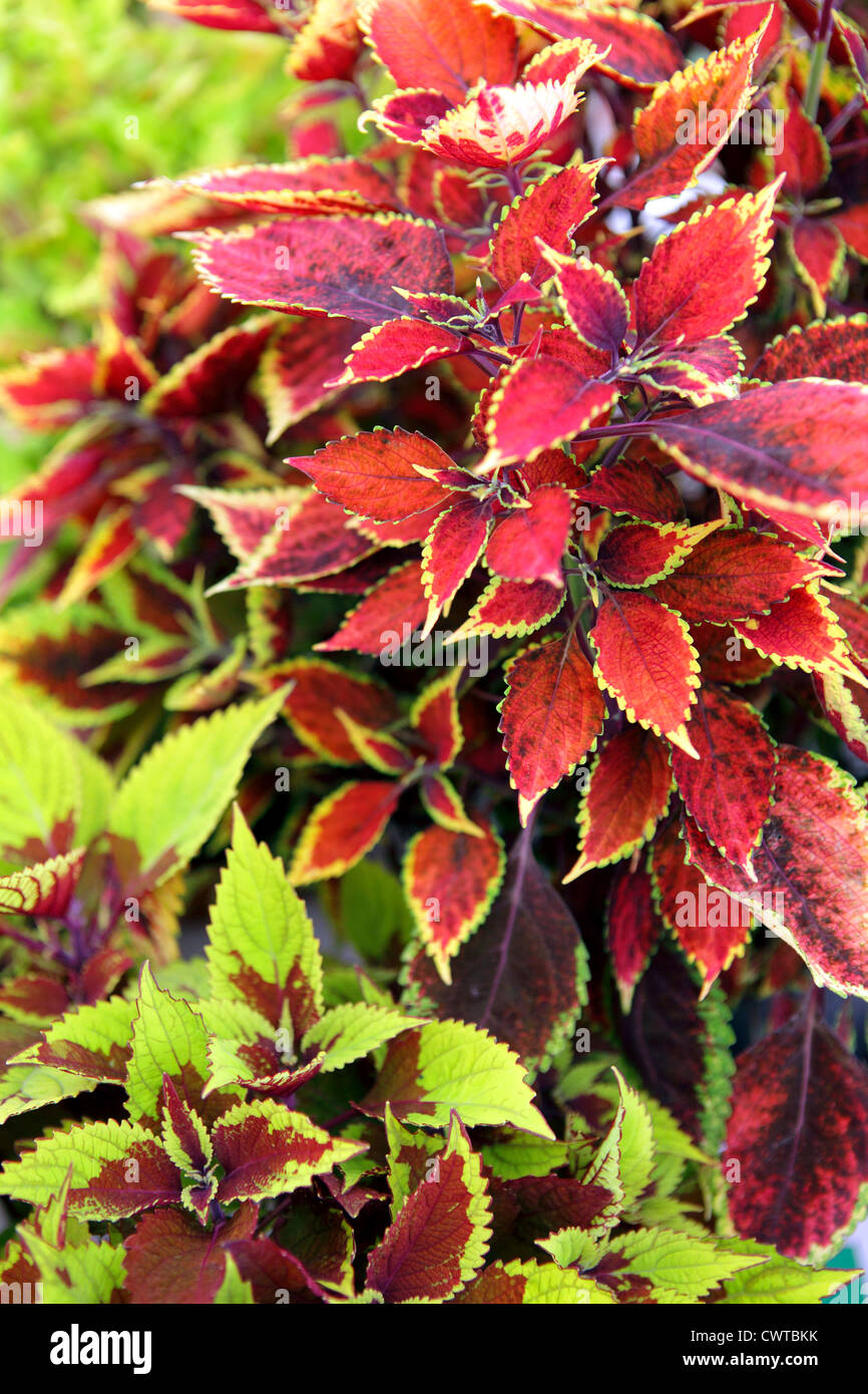 Leuchtend rote und grüne Laub der Coleus Anlage. Stockfoto