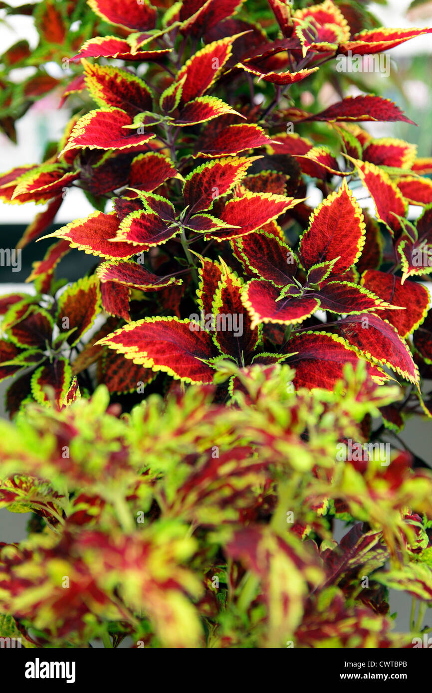 Leuchtend rote und grüne Laub der Coleus Anlage. Stockfoto