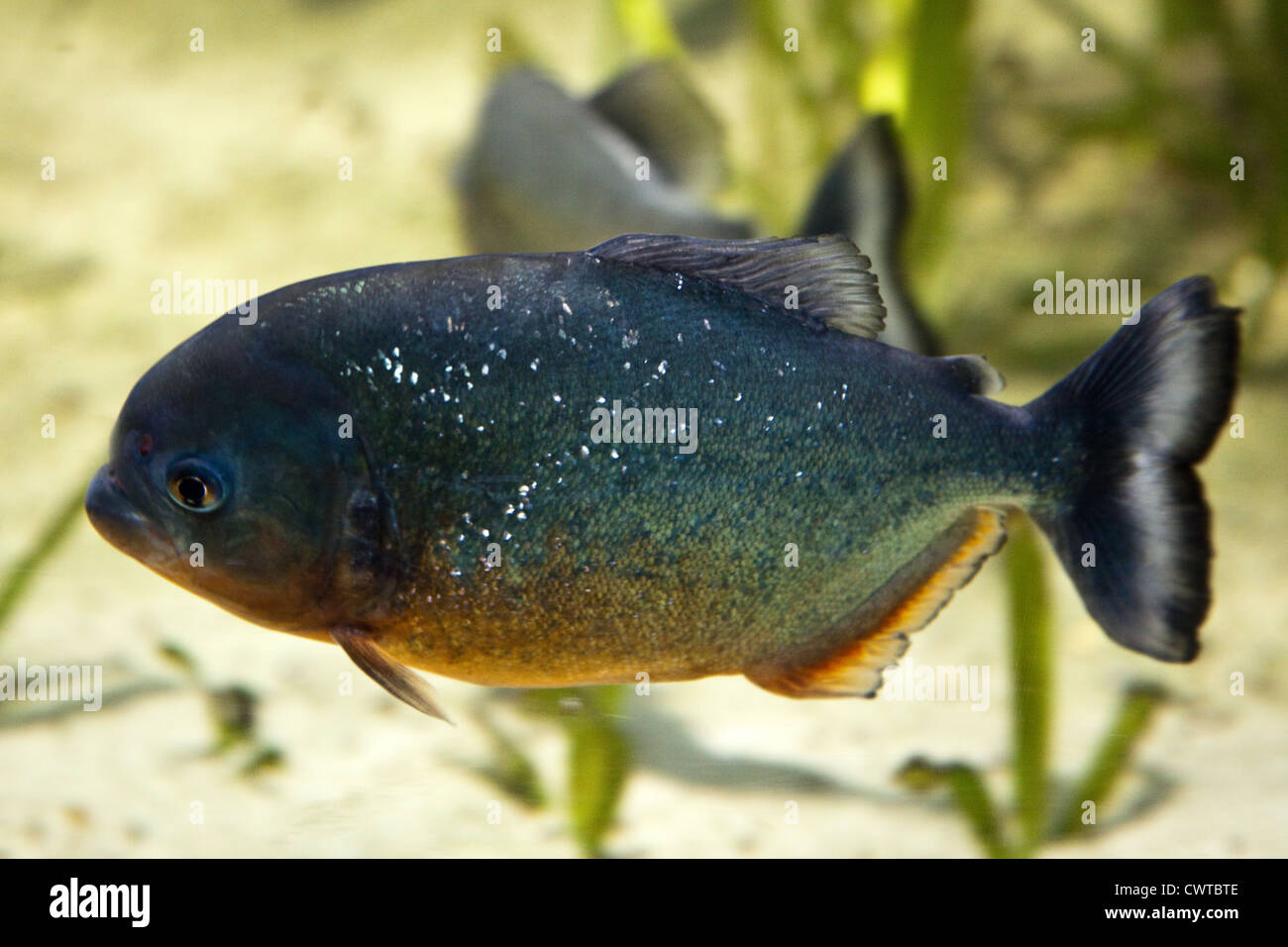 Piranha Fisch bei Underwater World, Birdworld, Farnham, Surrey, England, Vereinigtes Königreich. Stockfoto