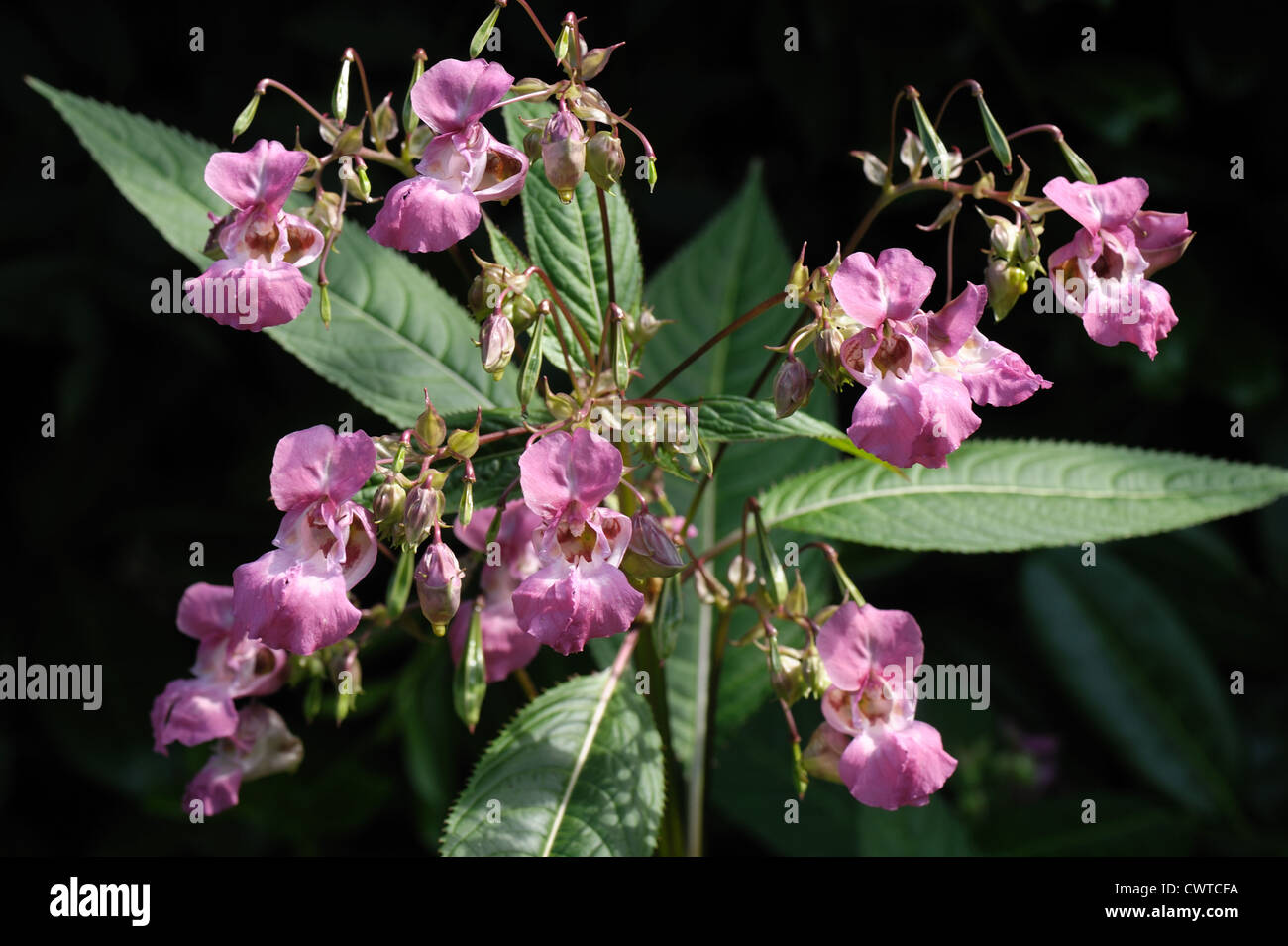 Drüsige Springkraut (Impatiens Gladulifera) Blüten, die Samenkapseln & verlässt Schatten im Hintergrund Stockfoto